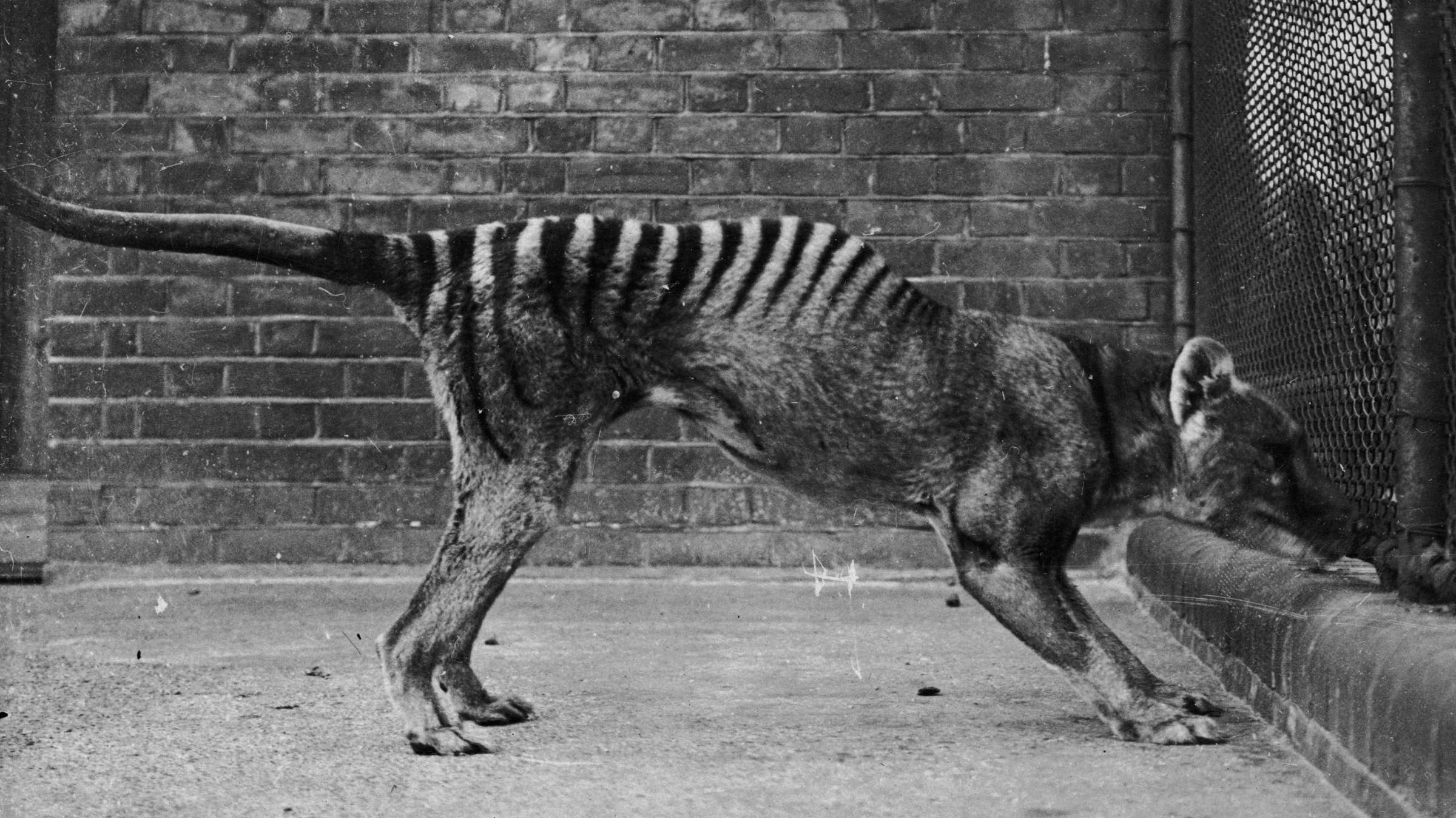 Video Unearthed of Extinct Tasmanian Tiger | Mental Floss