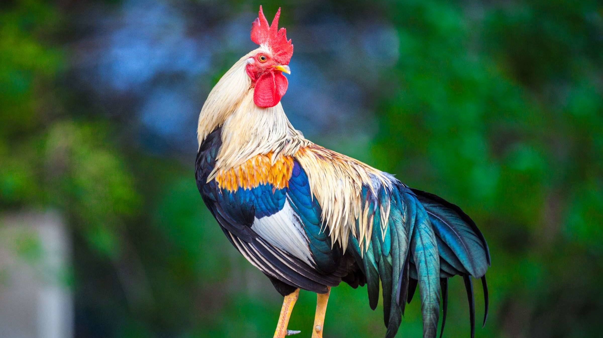 New Year’s superstitions around the world