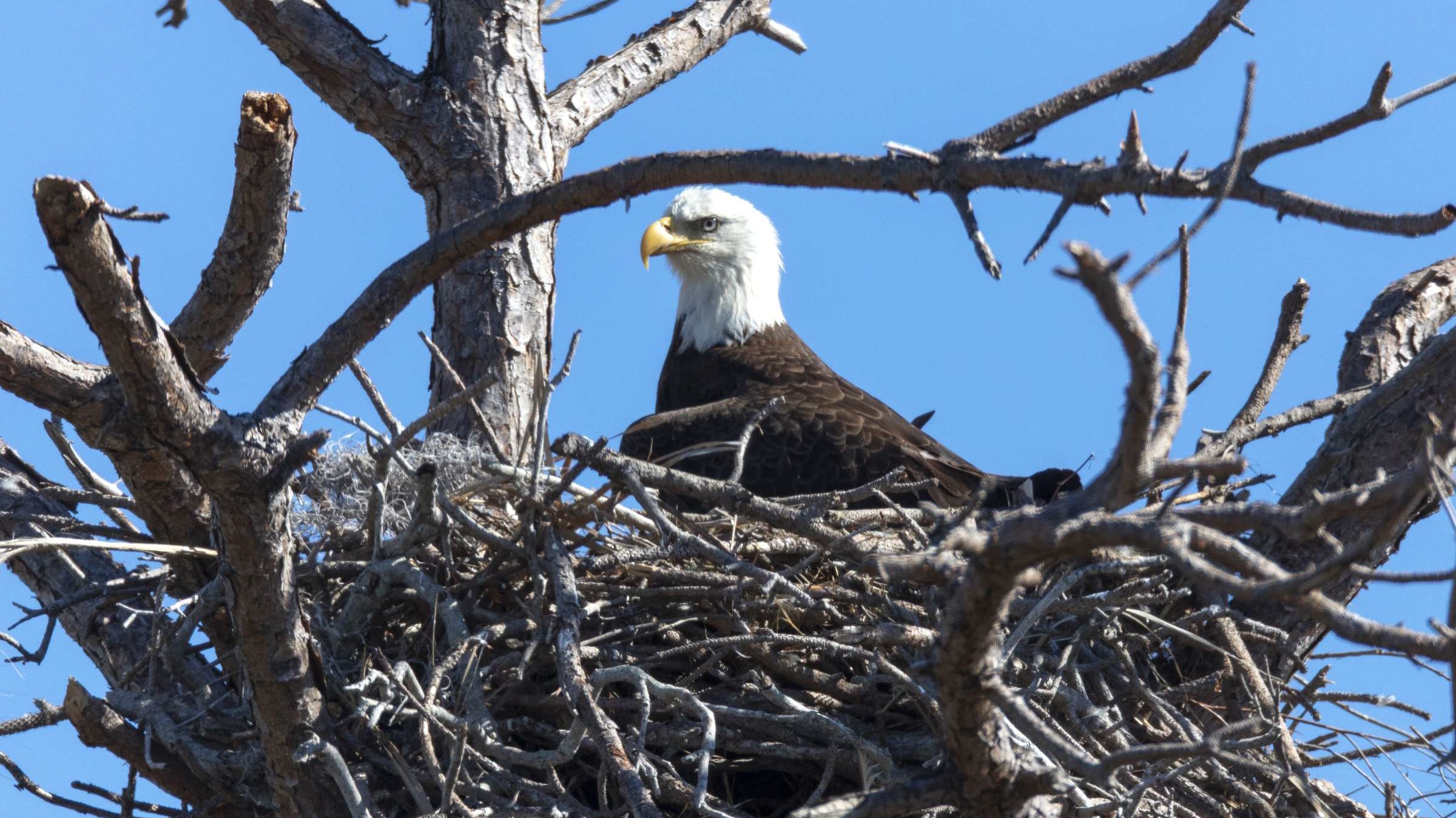 First Bald Eagle Nest With Eggs Seen On Cape Cod In 100 Years Mental