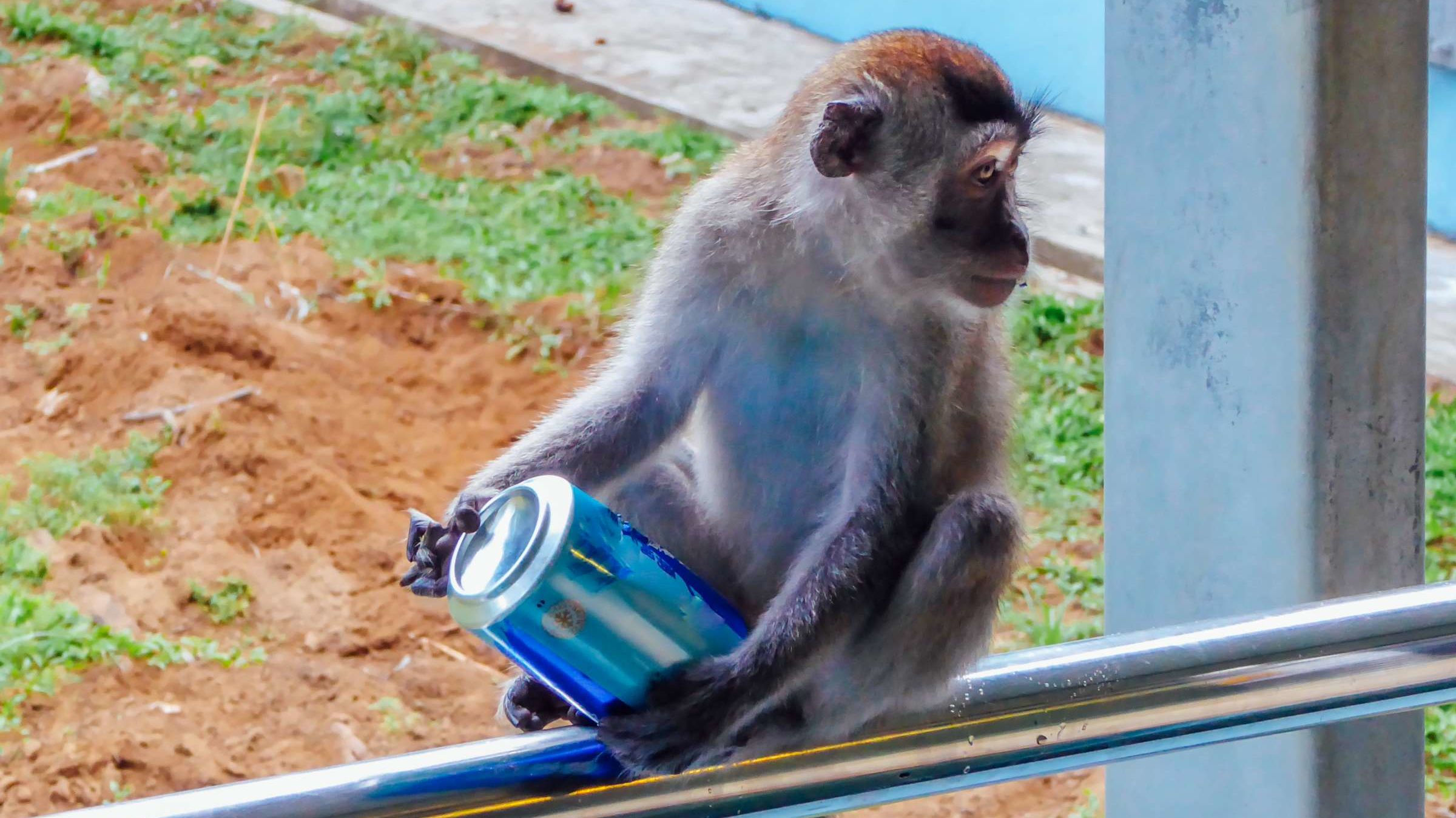 11 Times Drunk Animals Have Wreaked Havoc