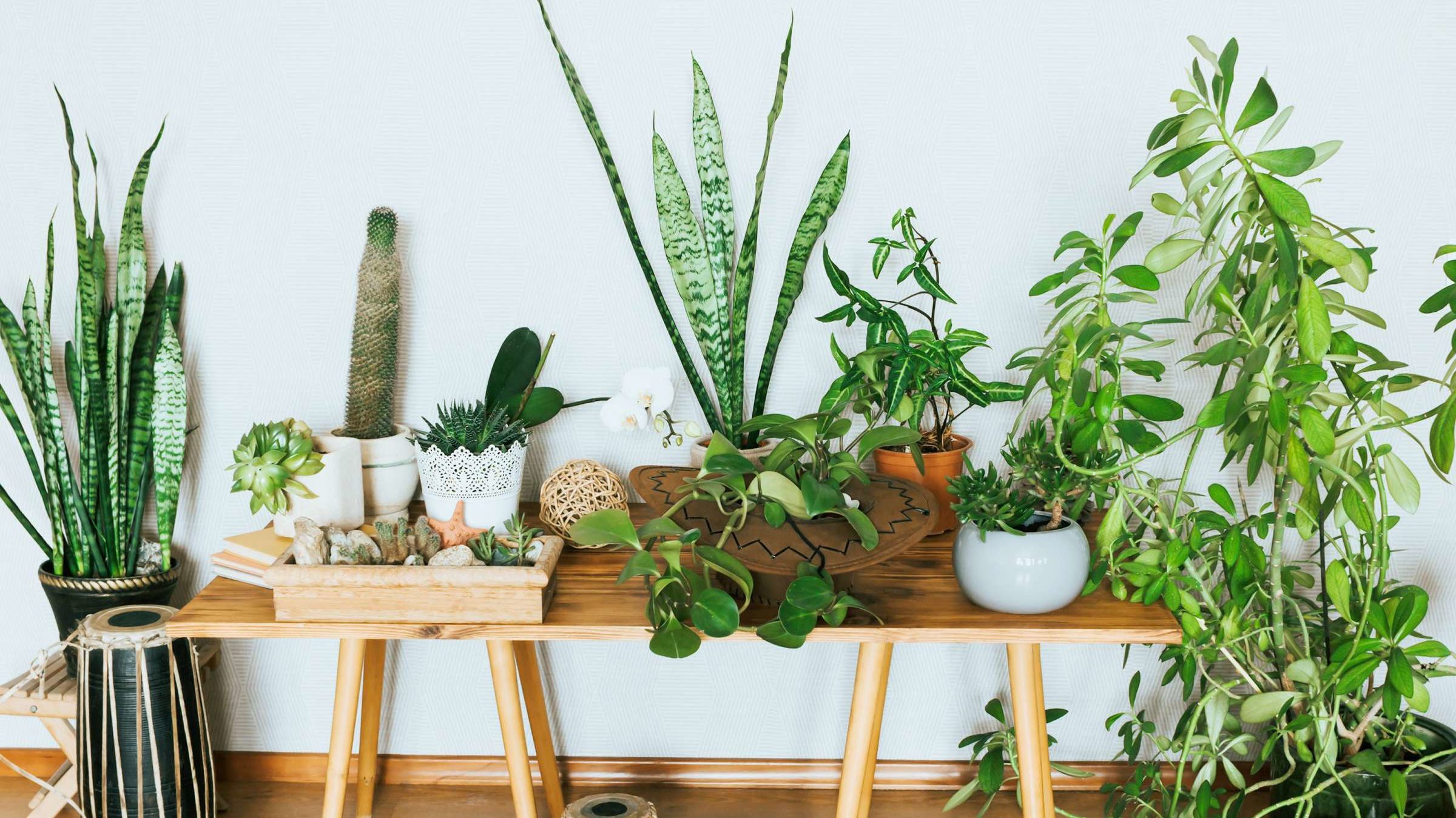 photo Office Zoom Background Plants sill plant store virtual consultations