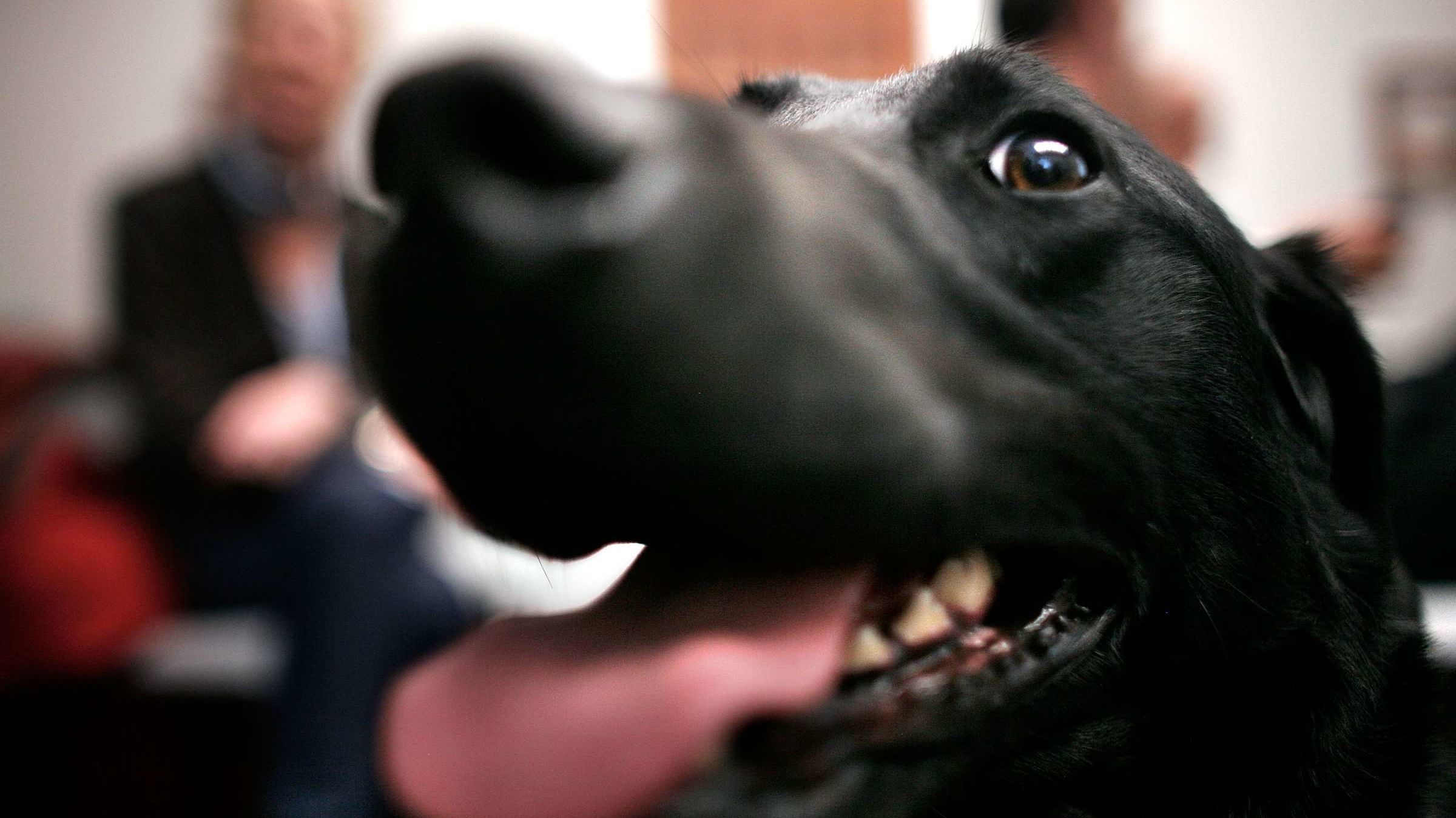 Virus-Sniffing Canine Might Help Detect COVID-19 in Asymptomatic Victims Virus-Sniffing Canine Might Help Detect COVID-19 in Asymptomatic Victims