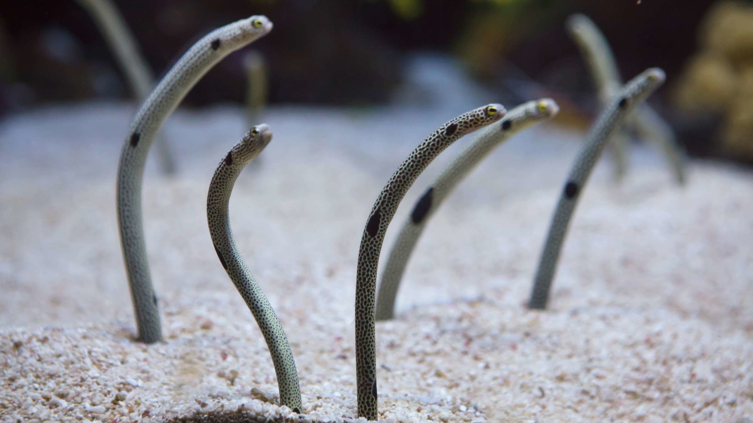 FaceTime With Eels in Japan Aquarium | Mental Floss