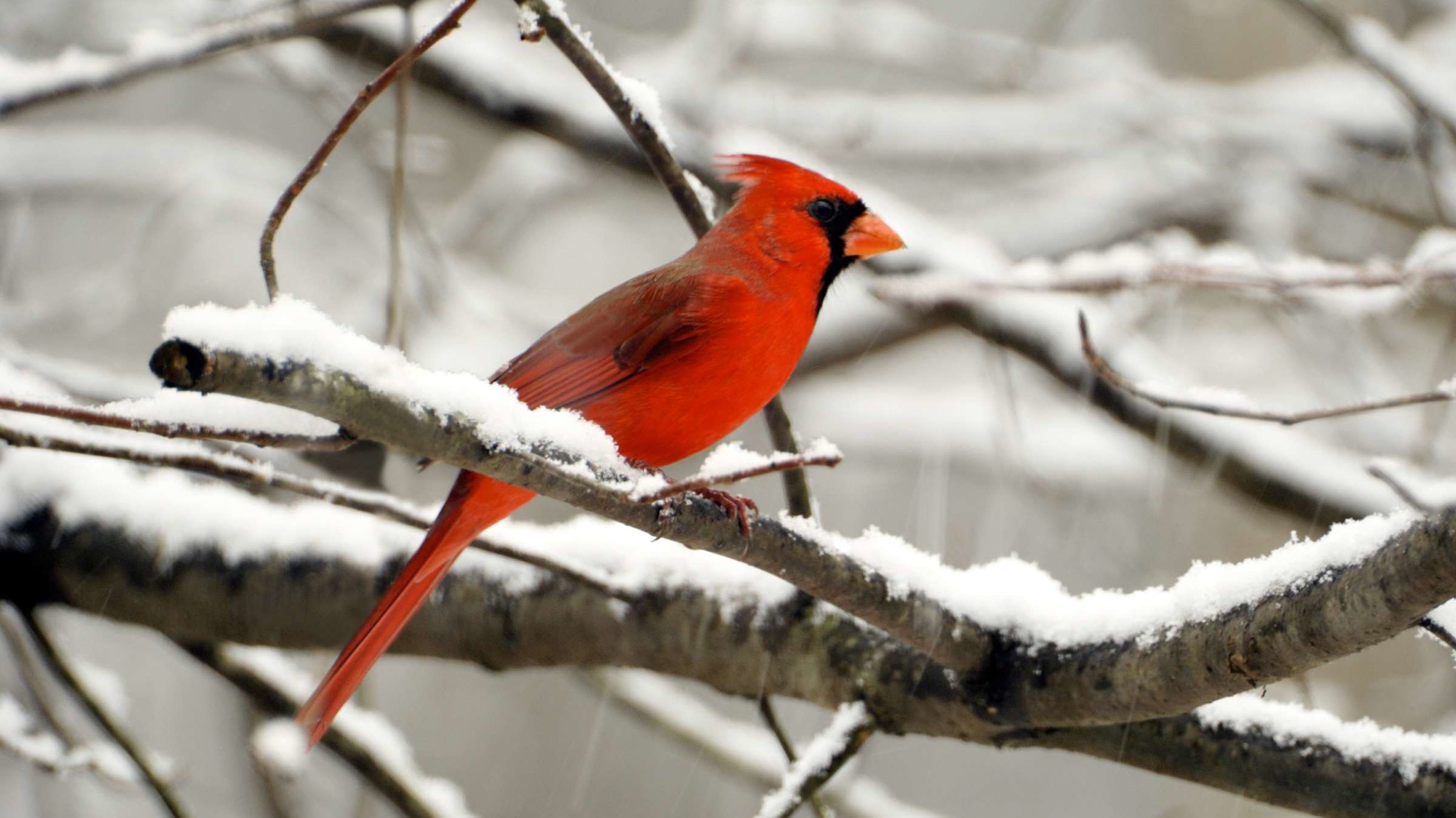 Unusual Half Male Half Female Cardinal Spotted In Pennsylvania