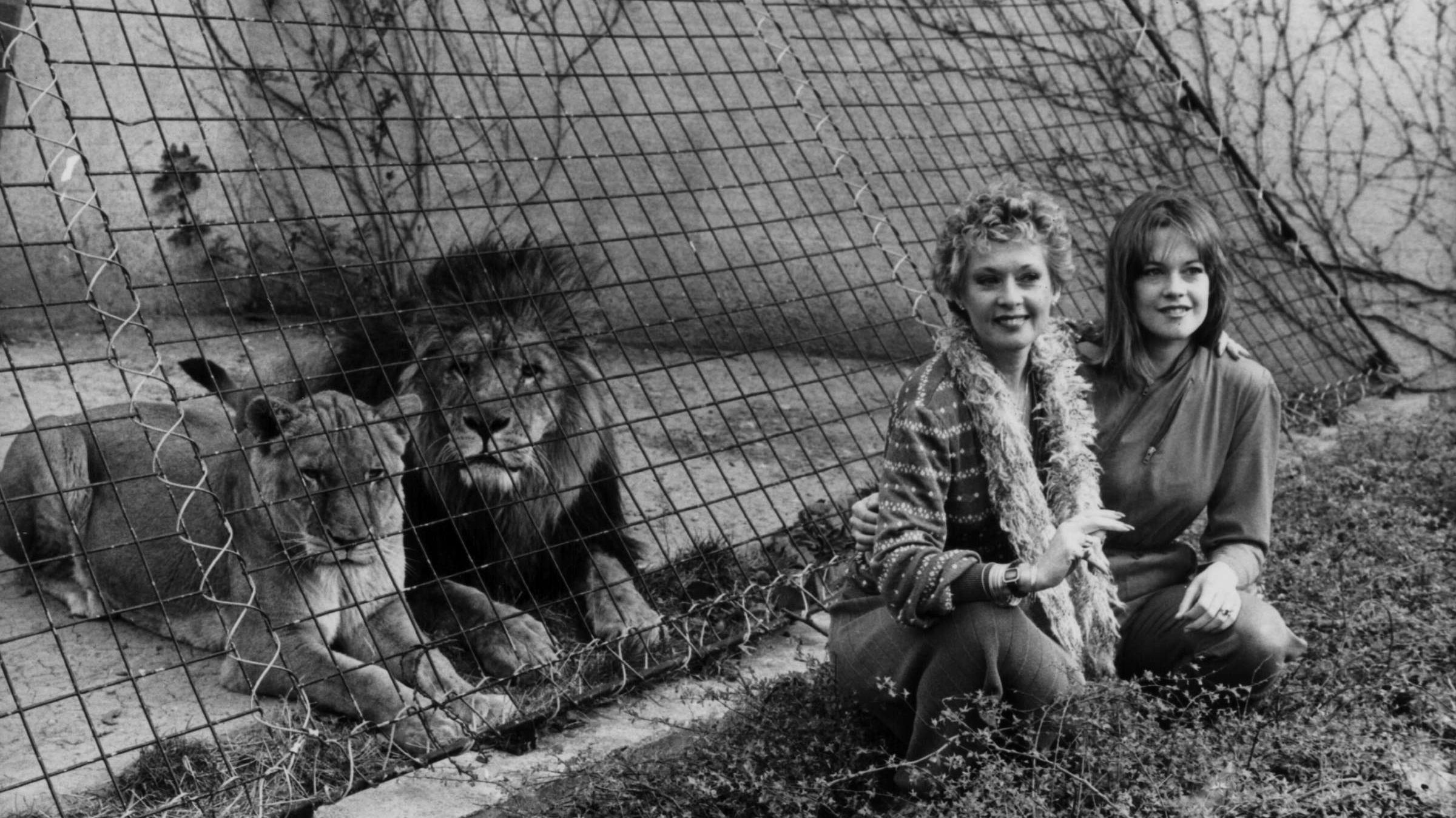 Big Cat Movie Roar Coming To VOD Mental Floss Big Cat Movie Roar Coming To VOD Mental Floss