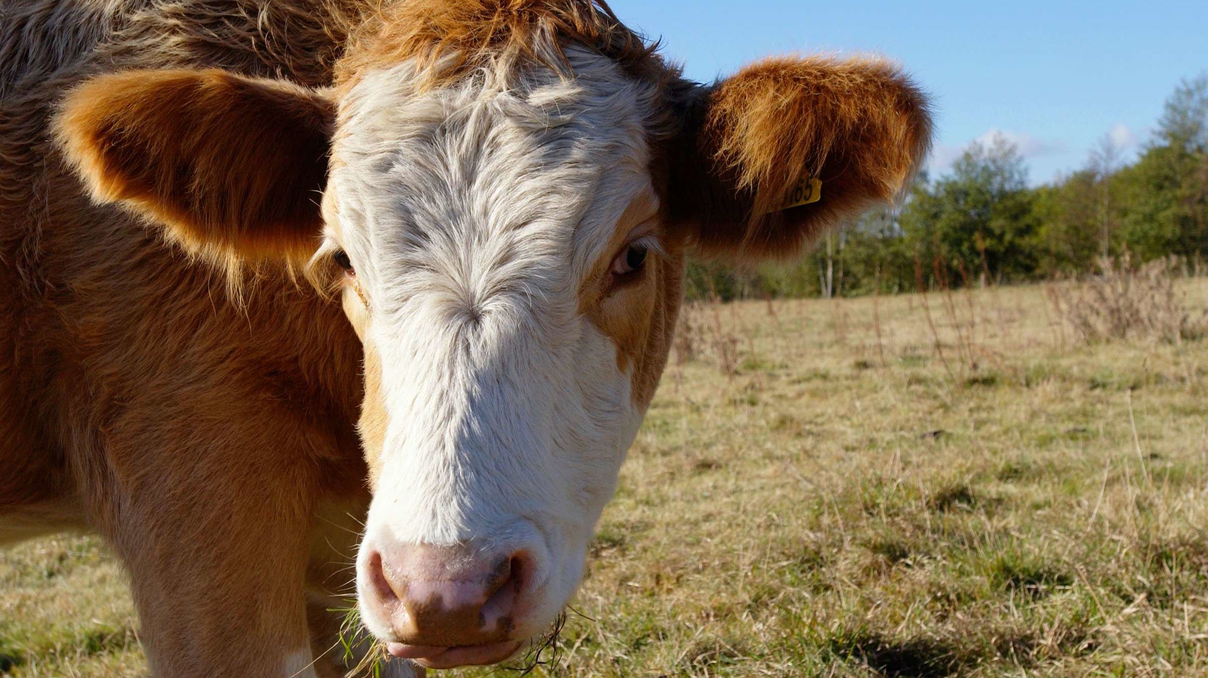 Mooove Over, Florida Man: A Florida Cow on the Loose Is Wanted By Police