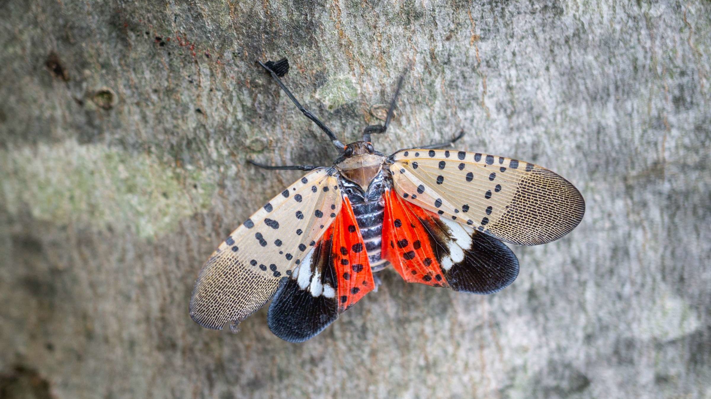 7 of the Most Harmful Invasive Bugs