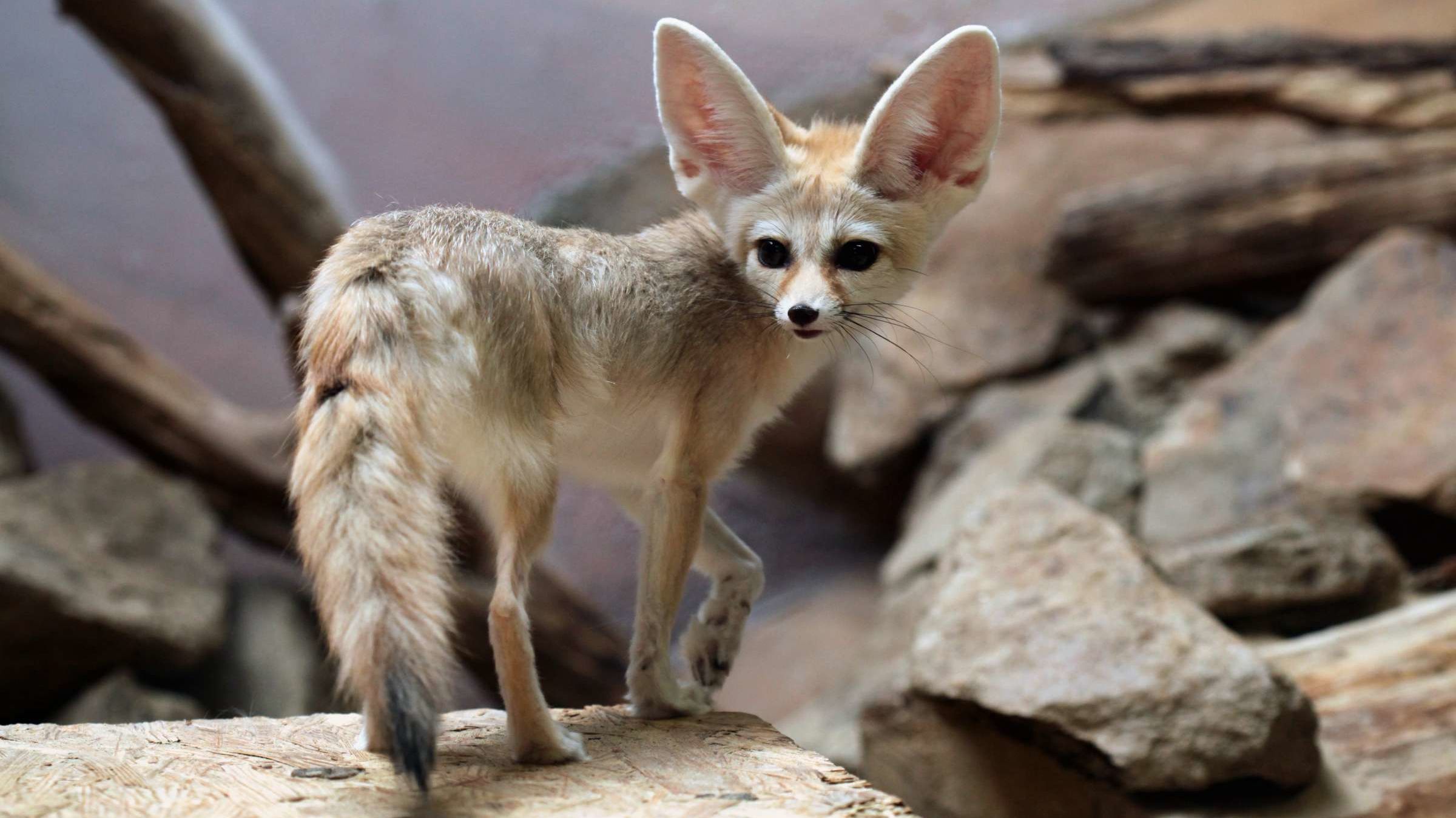 Fennec Foxes Explore Chattanooga Zoo Mental Floss Fennec Foxes Explore Chattanooga Zoo Mental Floss