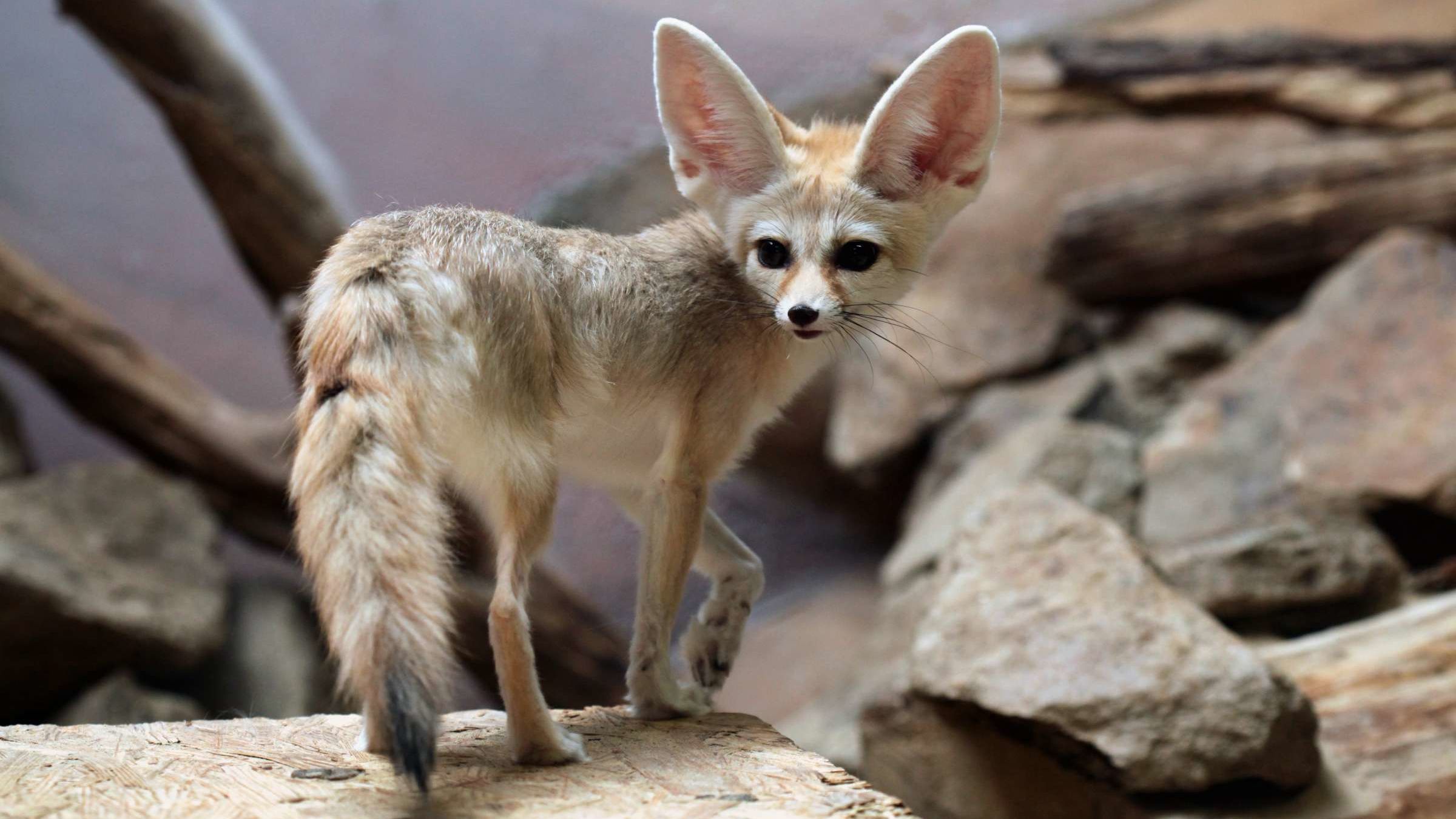 Fennec Foxes Explore Chattanooga Zoo Mental Floss