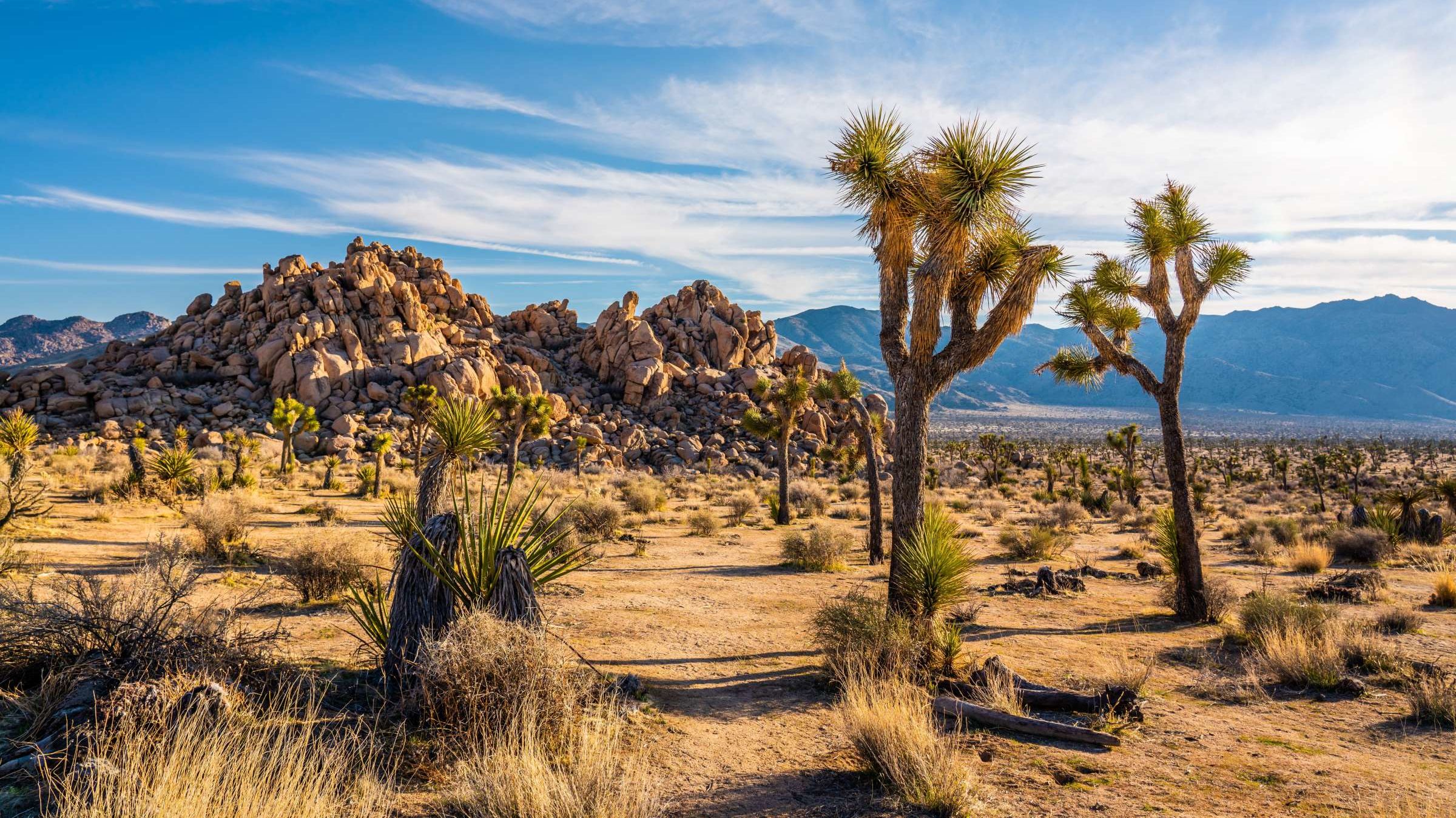 Facts About Joshua Tree National Park, Joshua Tree Landscaping Pa