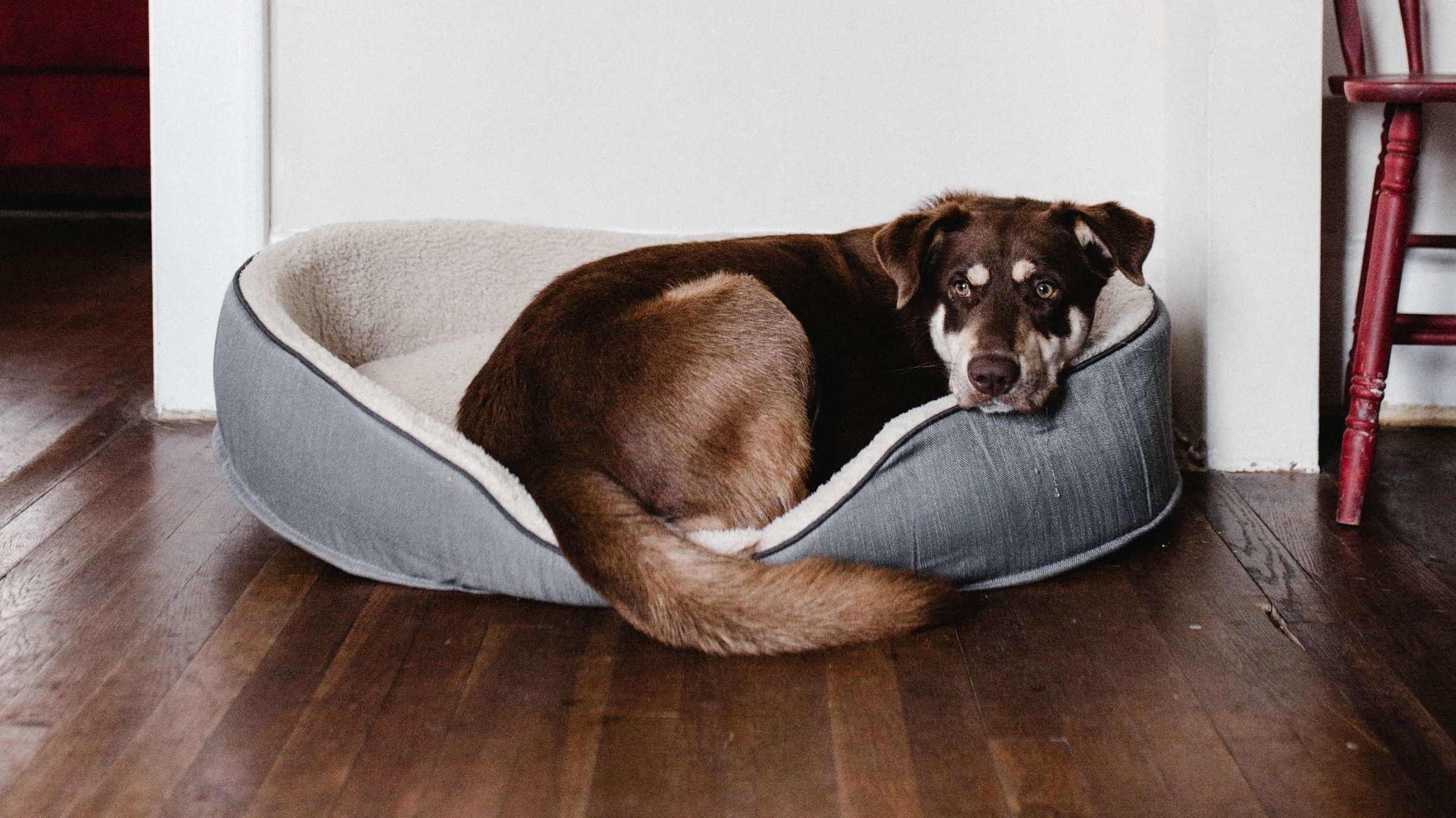 my dog scratches his bed