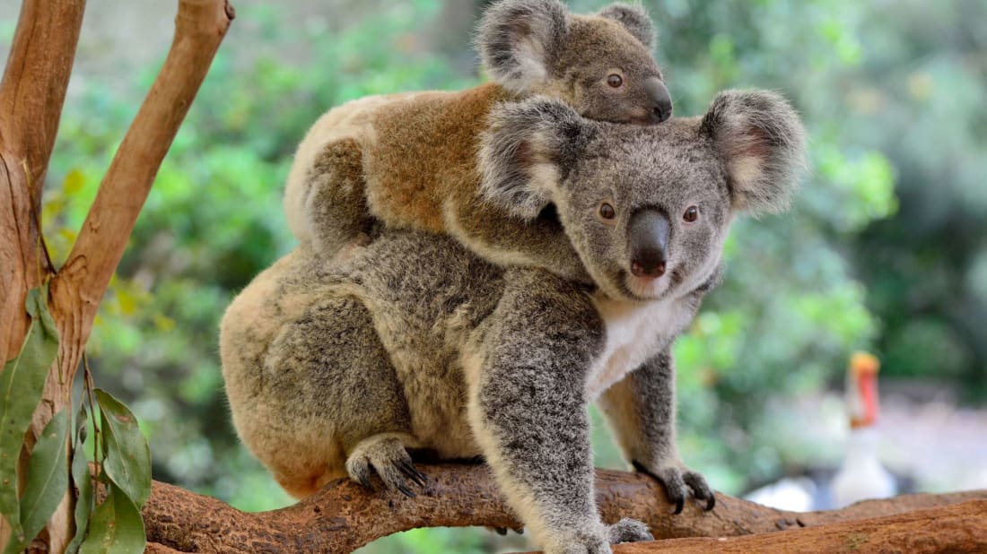 How many hours a day does a koala bear sleep 10 Facts About Koalas Mental Floss