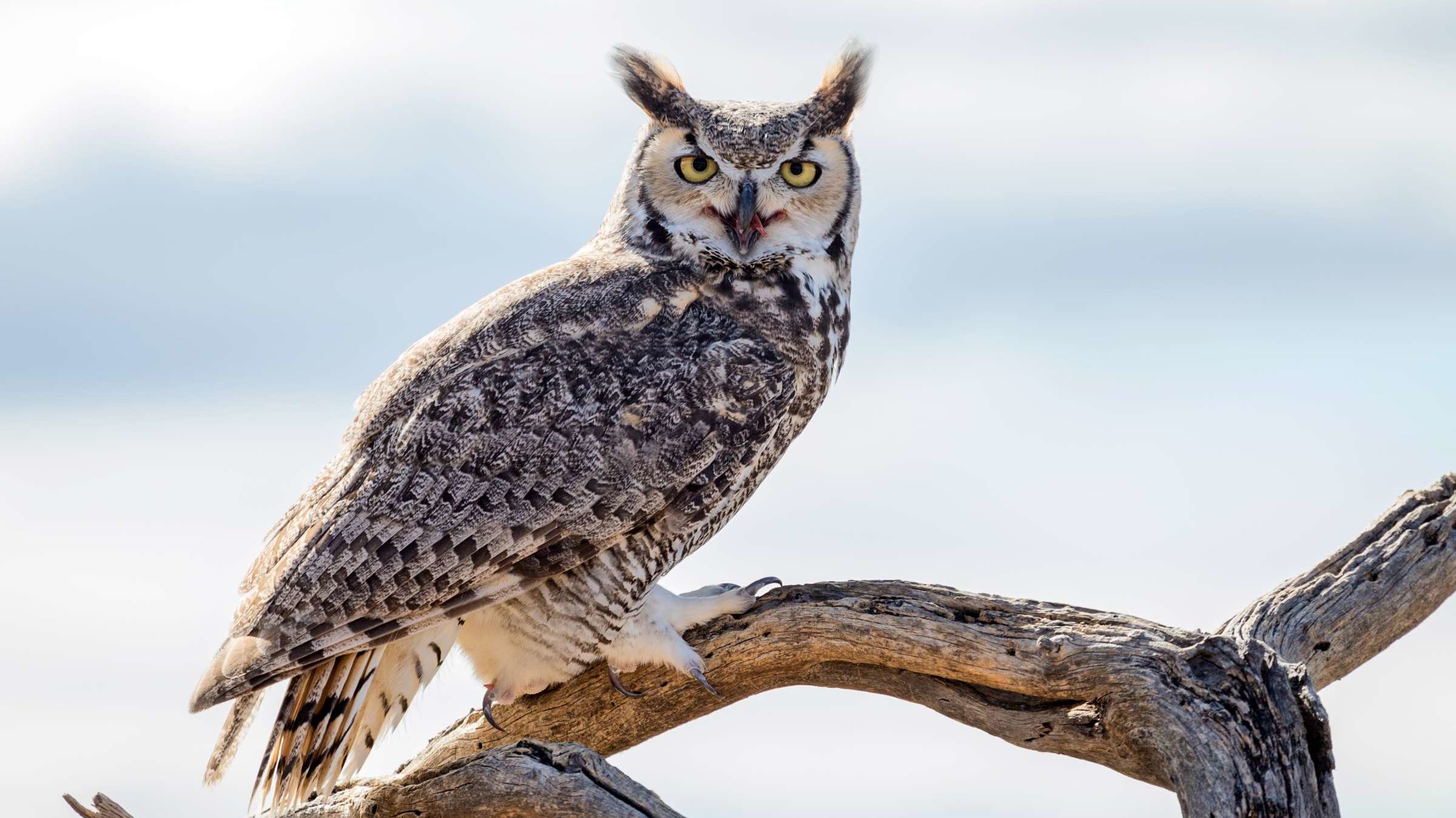 Quiz Which Superb Owl Are You? Mental Floss