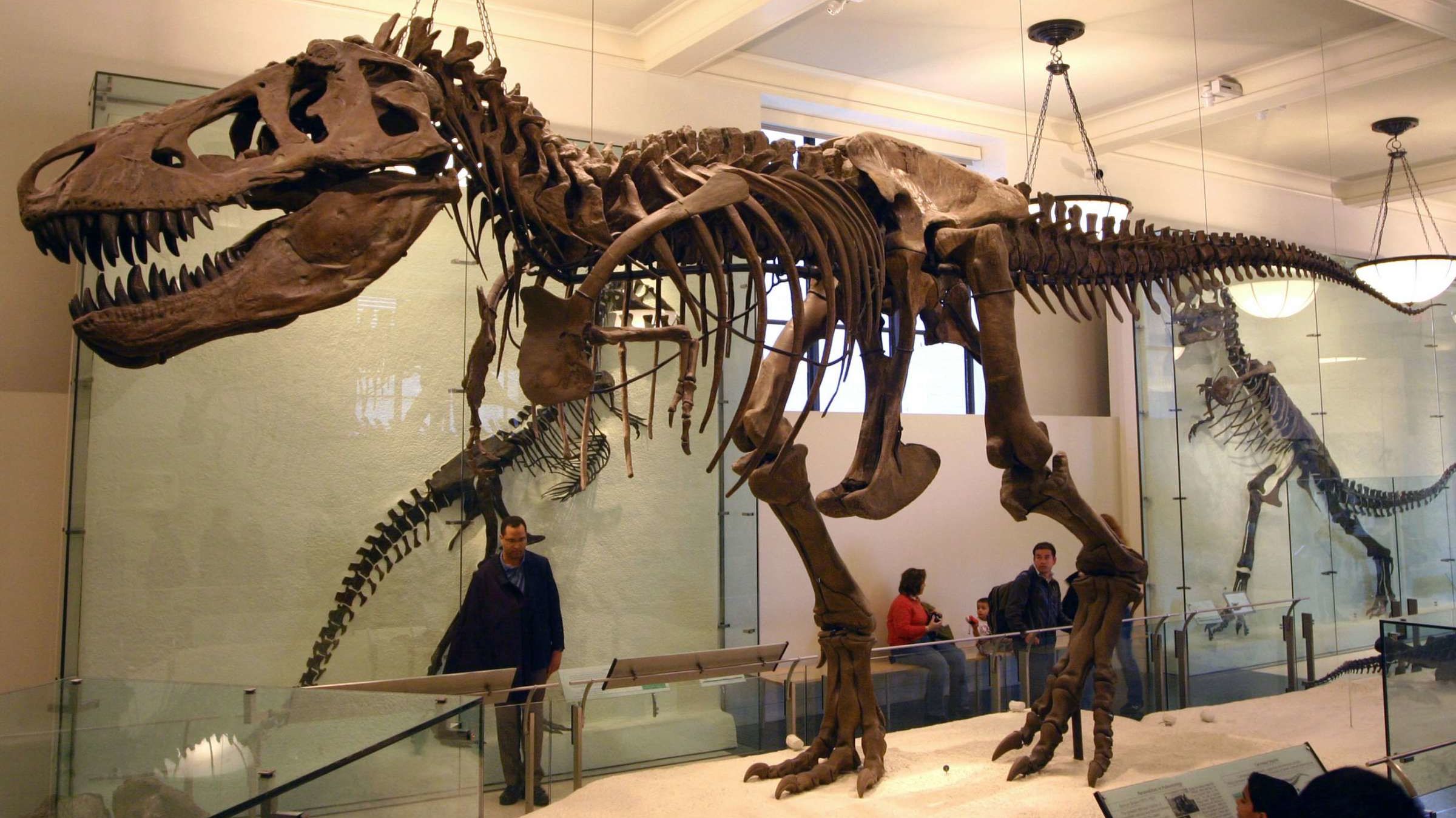 T Rex At The American Museum Of Natural History Mental Floss T Rex At The American Museum Of Natural History Mental Floss