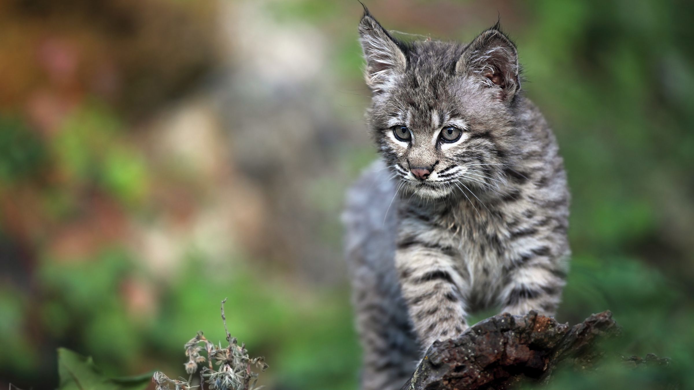 Tennessee Woman Rescues A Kitten That Turns Out To Be A Bobcat