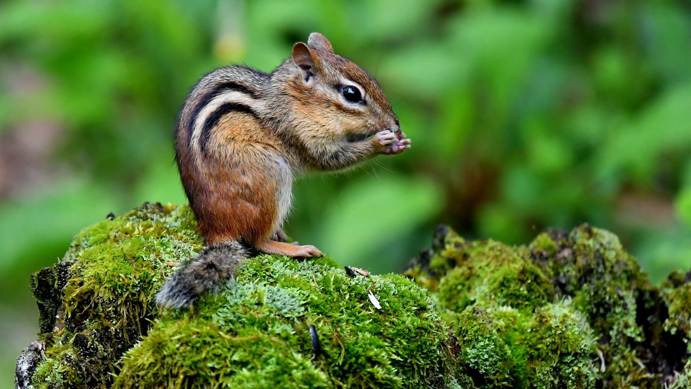11 Facts About Chipmunks |  mental rope