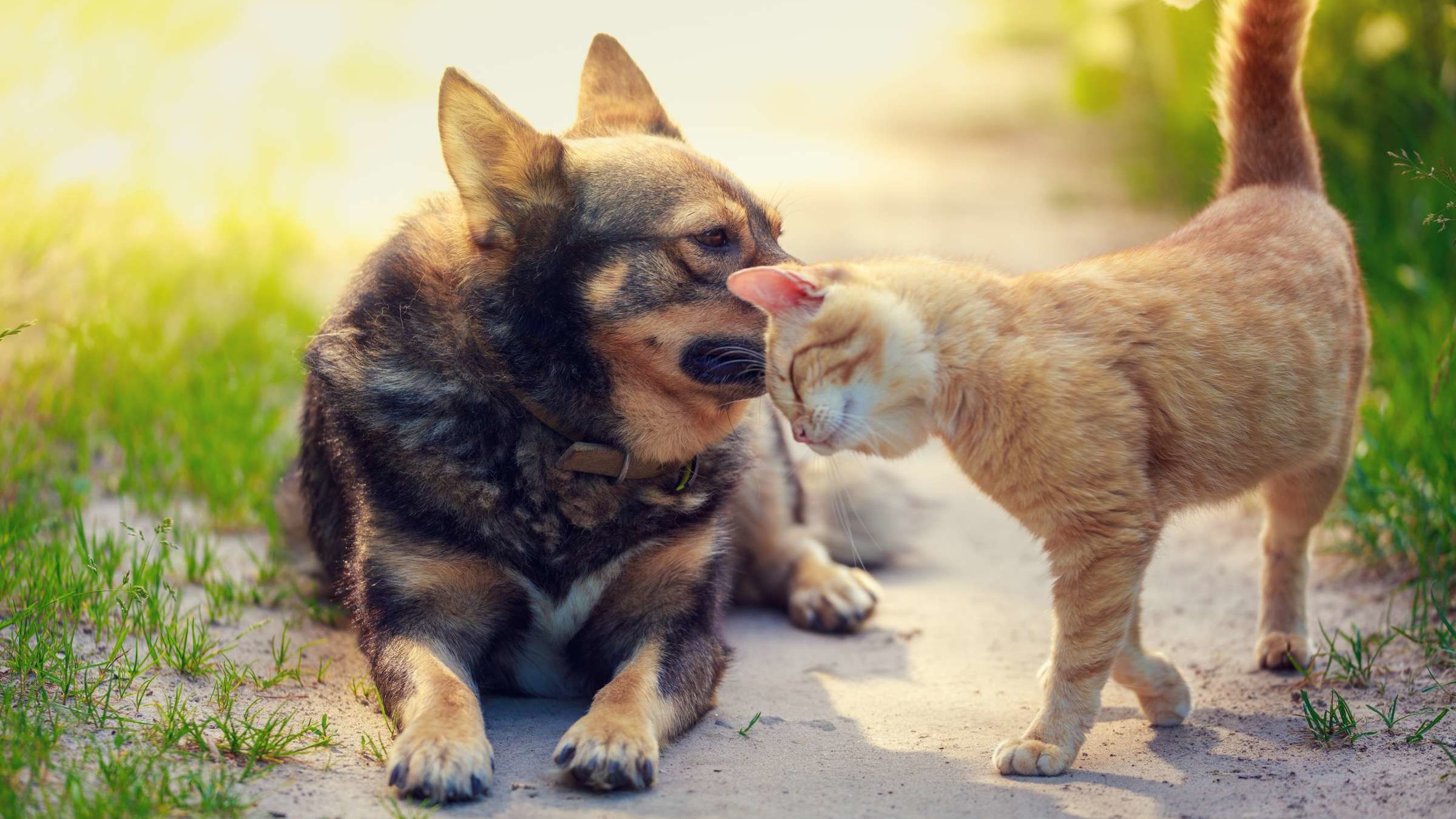 Tips For First Time Pet Foster Parents Mental Floss