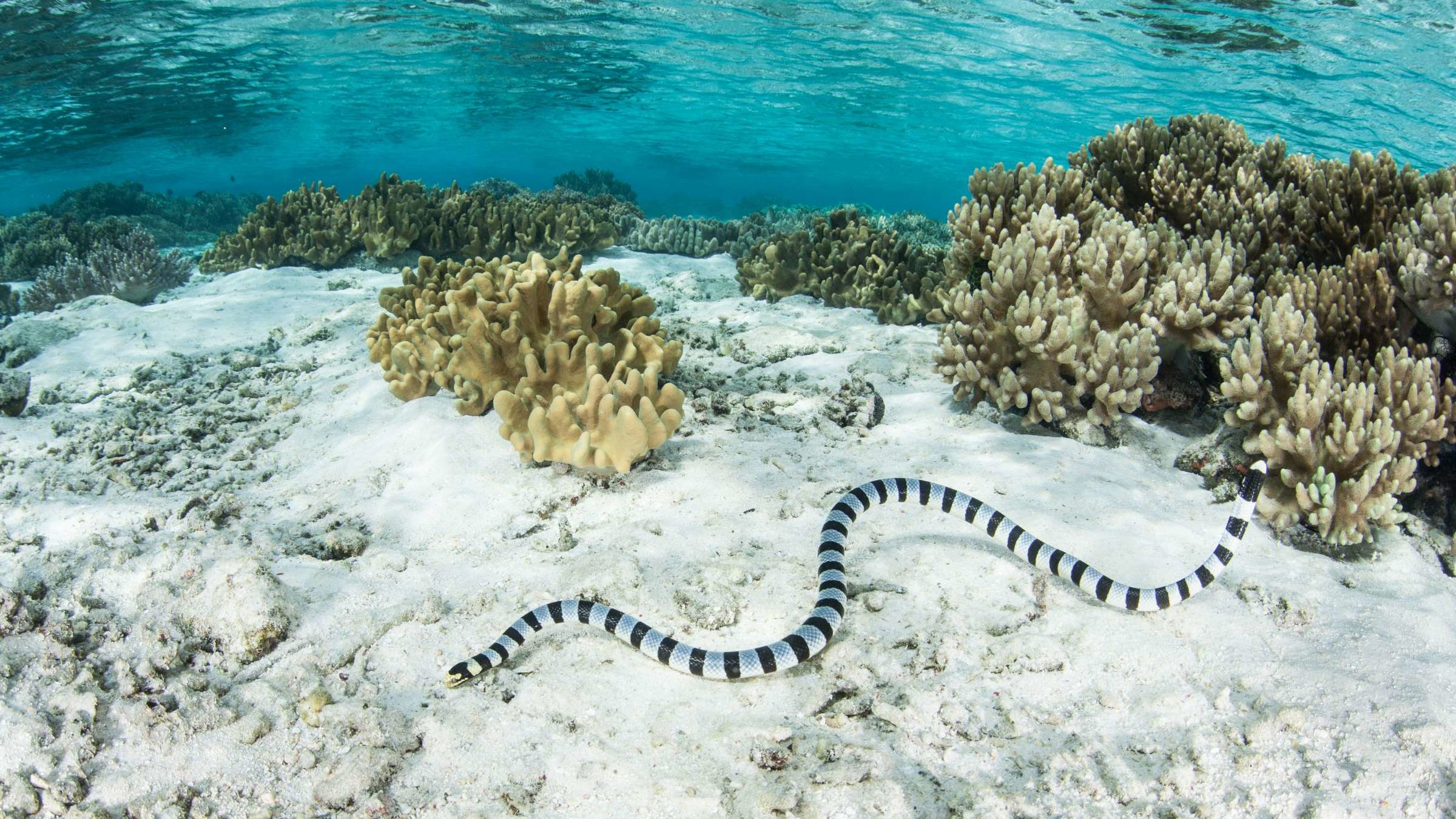 Seven Snorkeling Grandmas Discovered a Deadly Sea Snake Population
