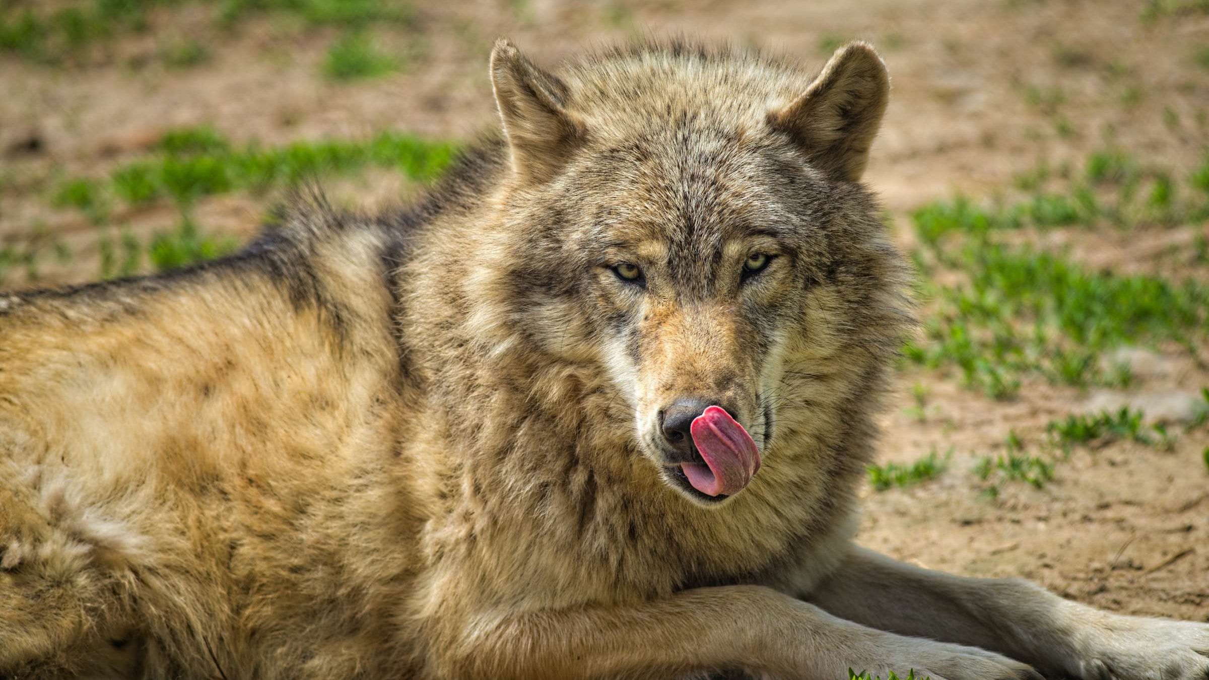 Los terribles lobos de Game of Thrones existieron, pero puede que no hayan sido lobos