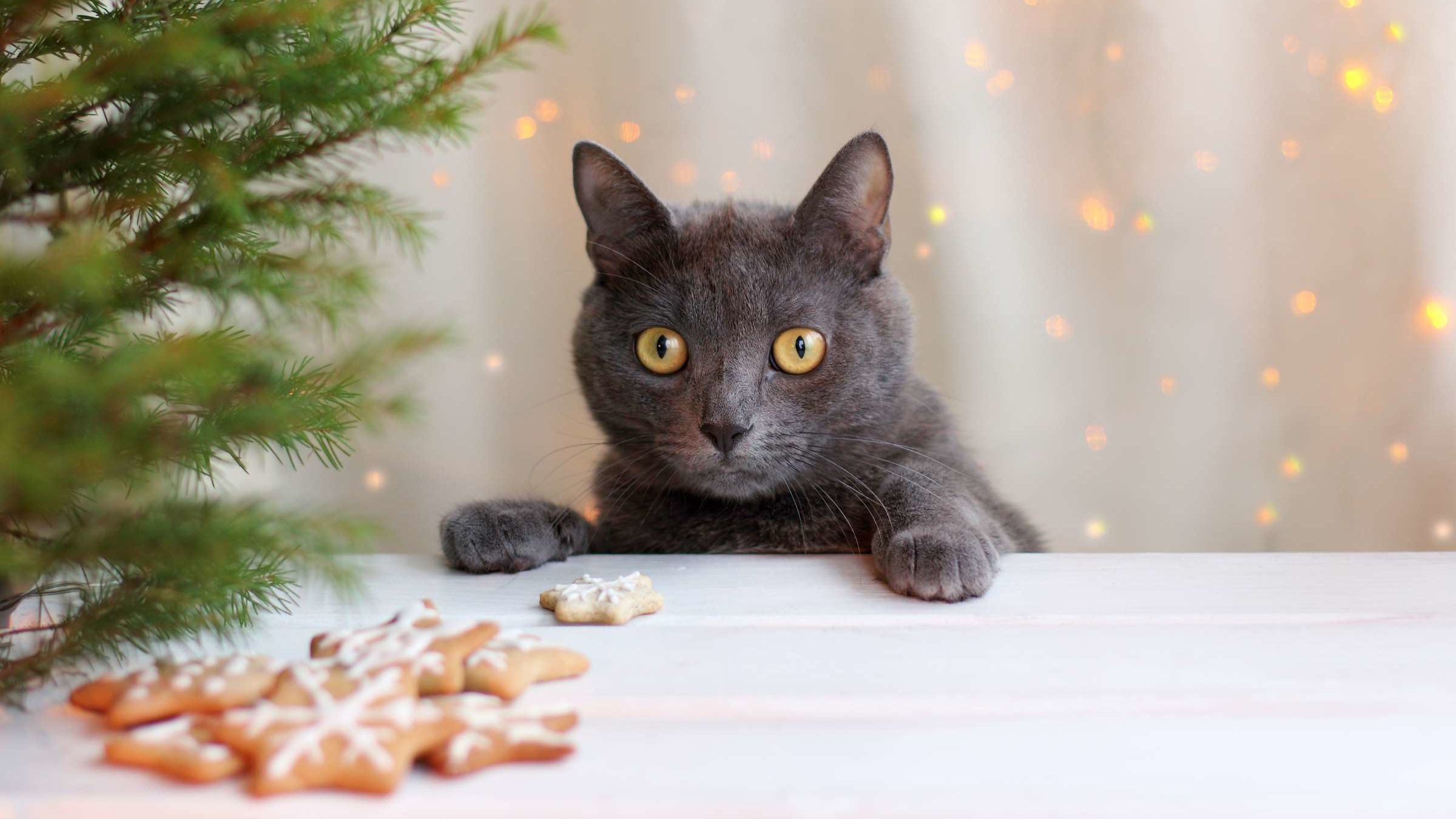 Trader Joe s Has an Advent Calendar for Cats Mental Floss