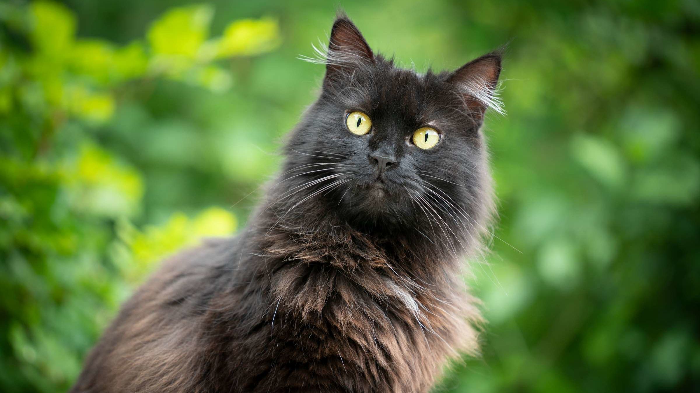 Черная длинношерстная кошка
