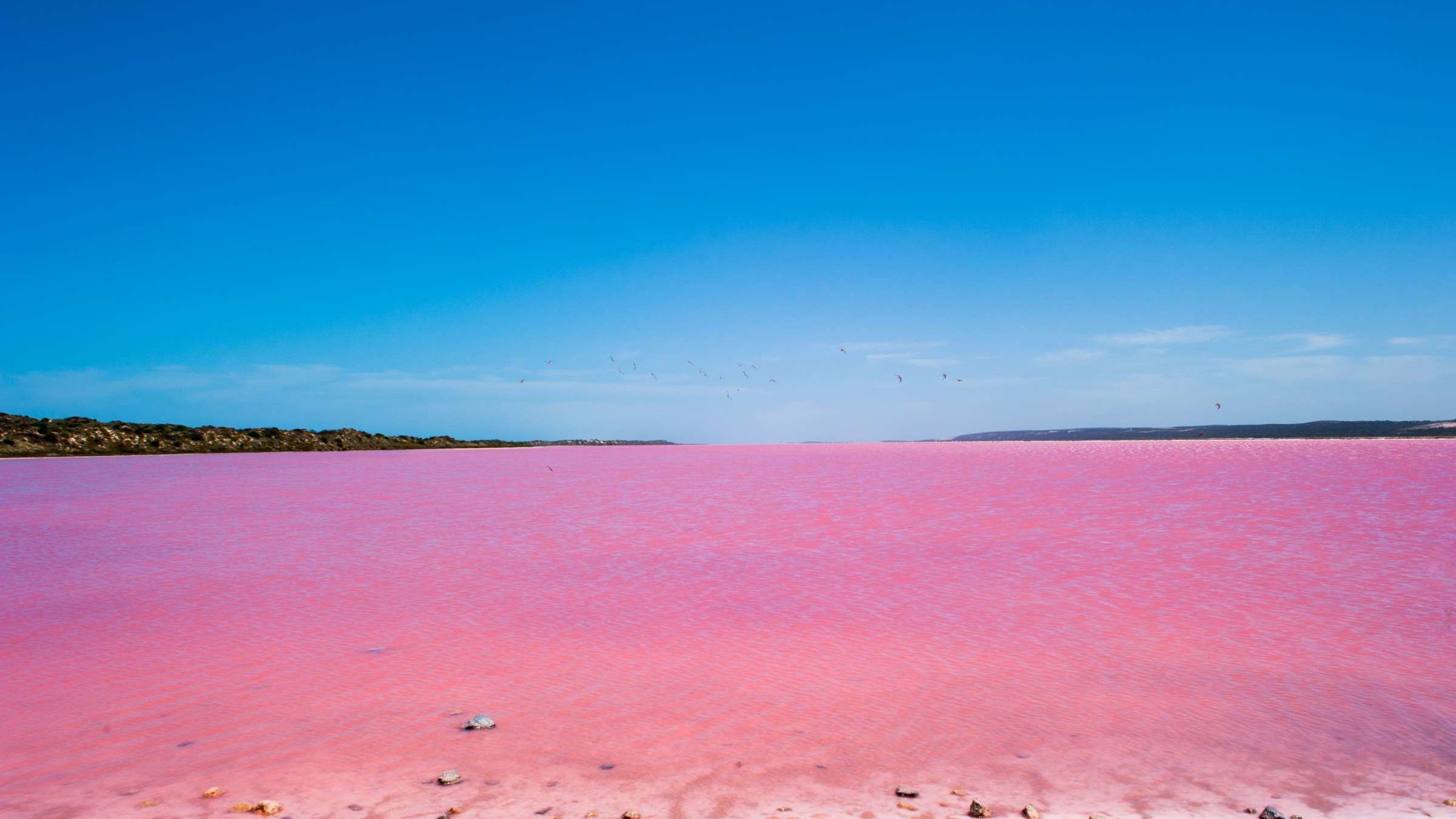Laguna rosada en Argentina por contaminación