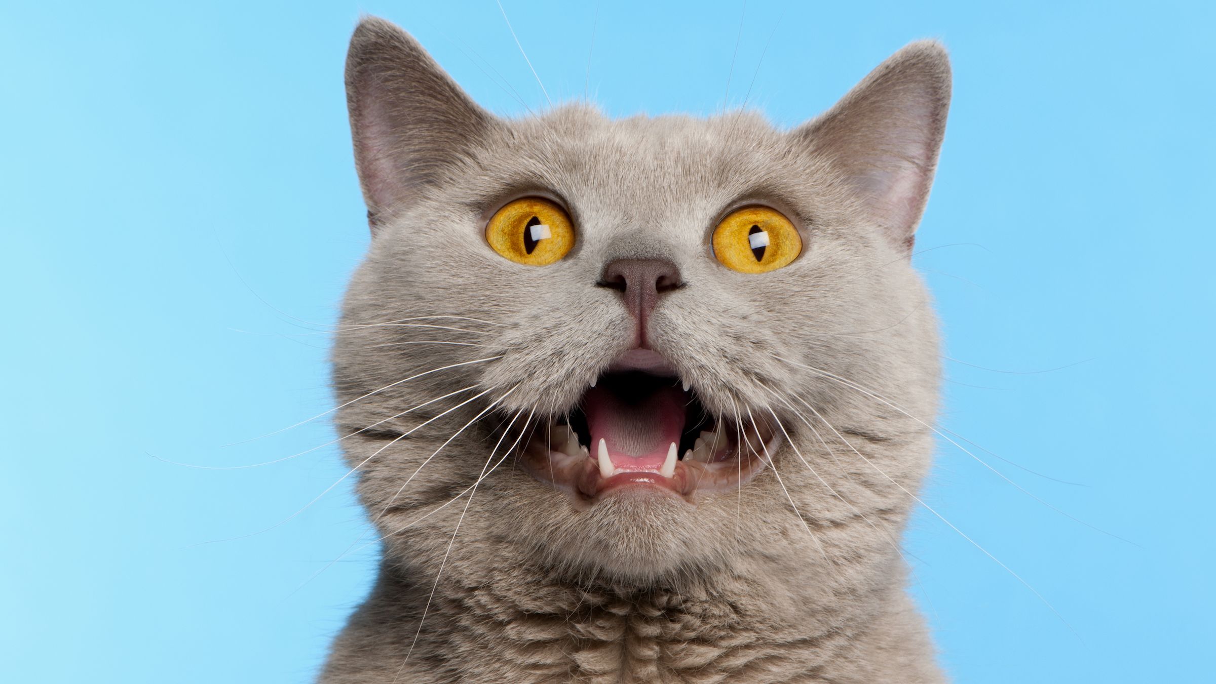 Why Do Cats Leave Their Mouths Open After Smelling Something? Mental