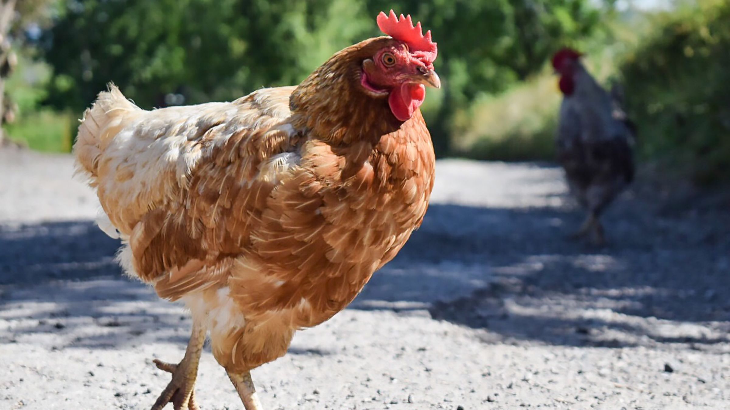 Feral Chicken Flocks Are Terrorizing Residents of the Largest of the UK