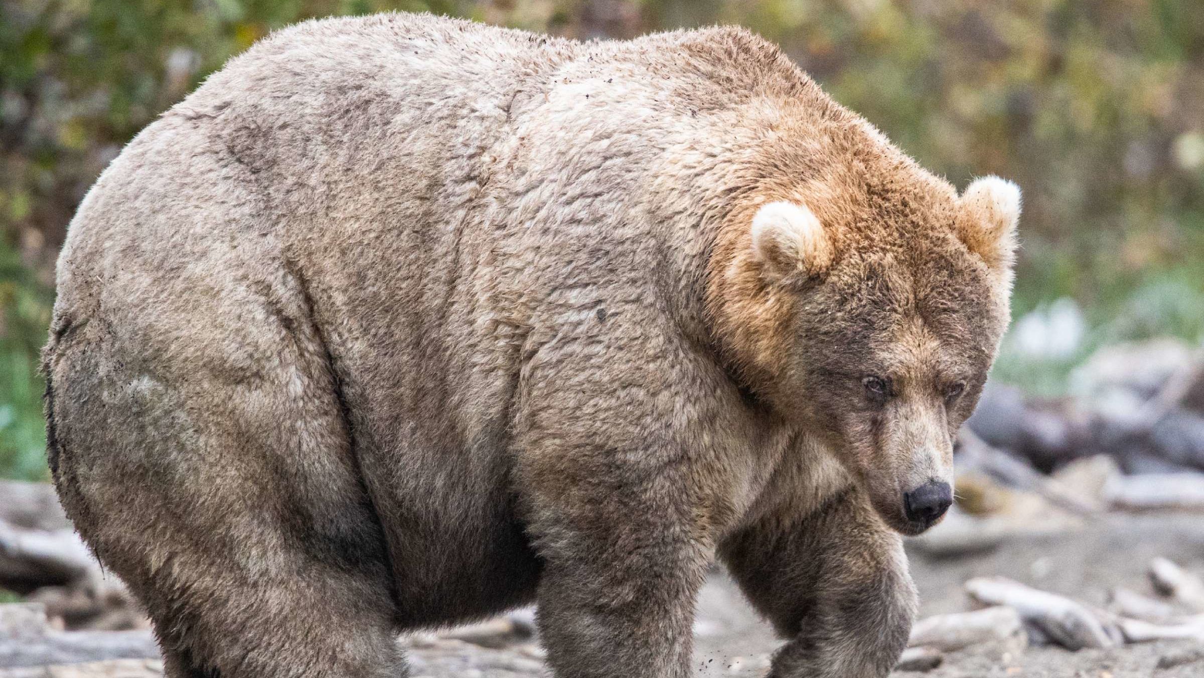 Meet Holly: The Winner of Alaska's ‘Fat Bear Week’ Competition at Katmai National Park