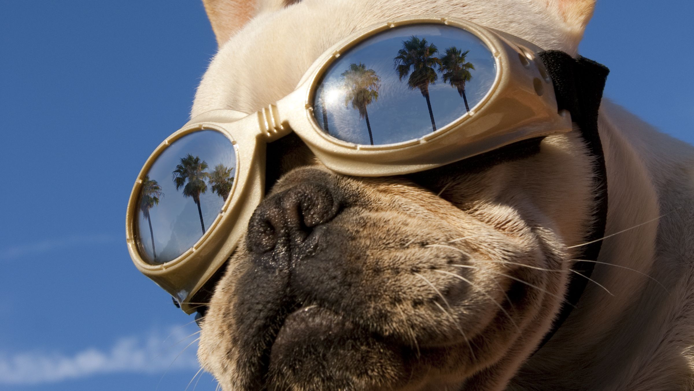 Treat Your Very Good Dog to An Adorable Hawaiian Shirt This Summer