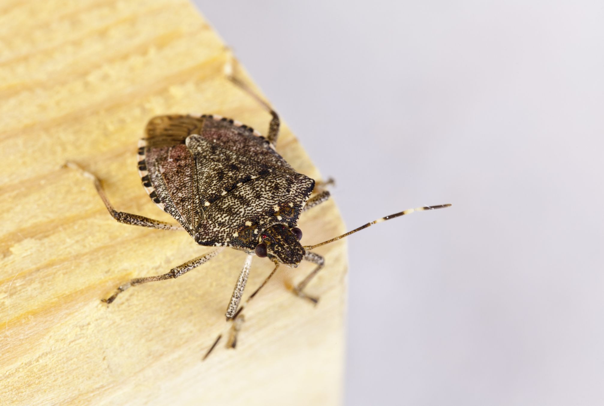 Sorry But Last Month S Polar Vortex Didn T Wipe Out 95 Percent Of Stink Bugs Mental Floss