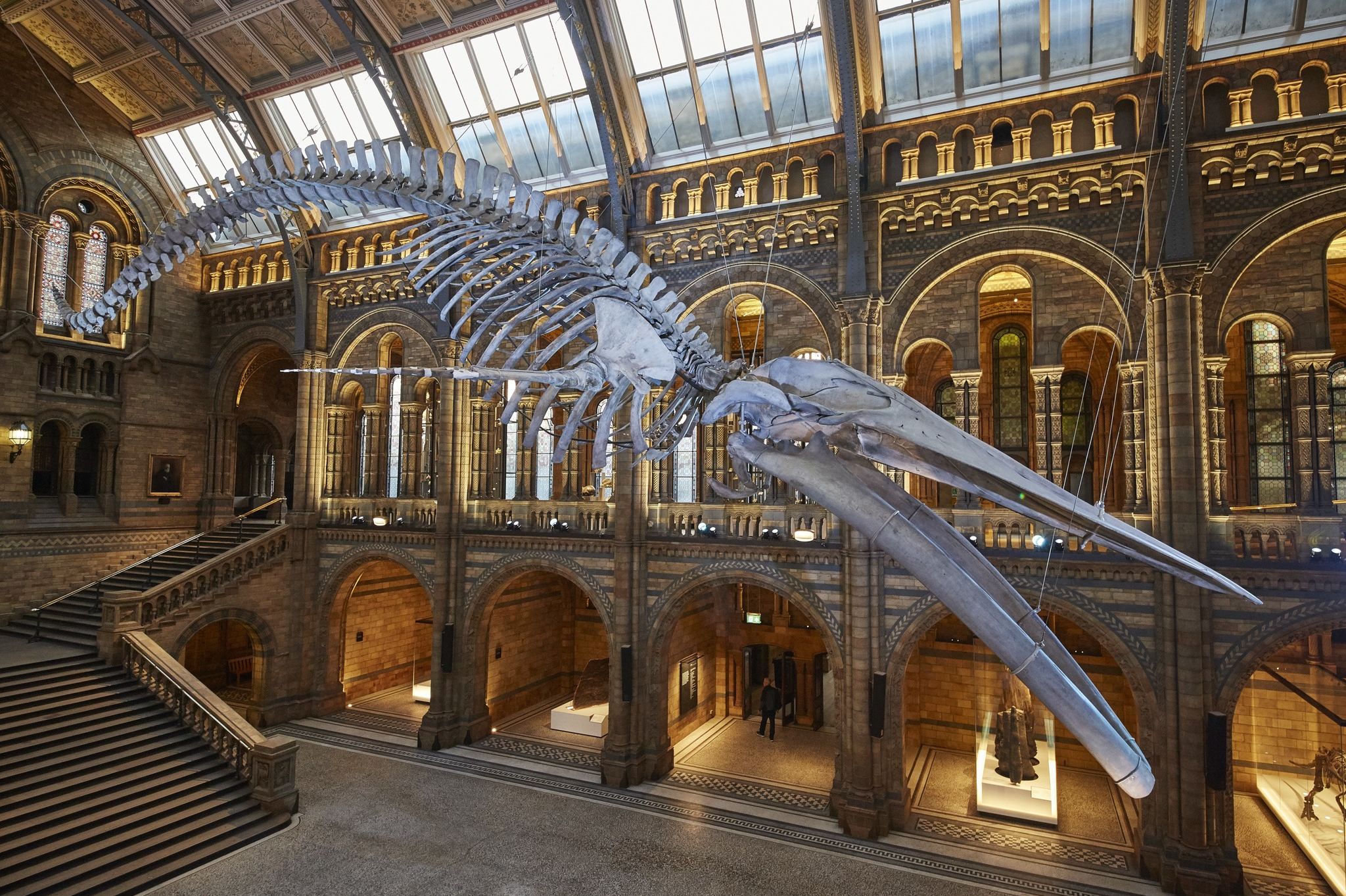 London S Natural History Museum Has A New Star Attraction An Amazing Blue Whale Skeleton Mental Floss