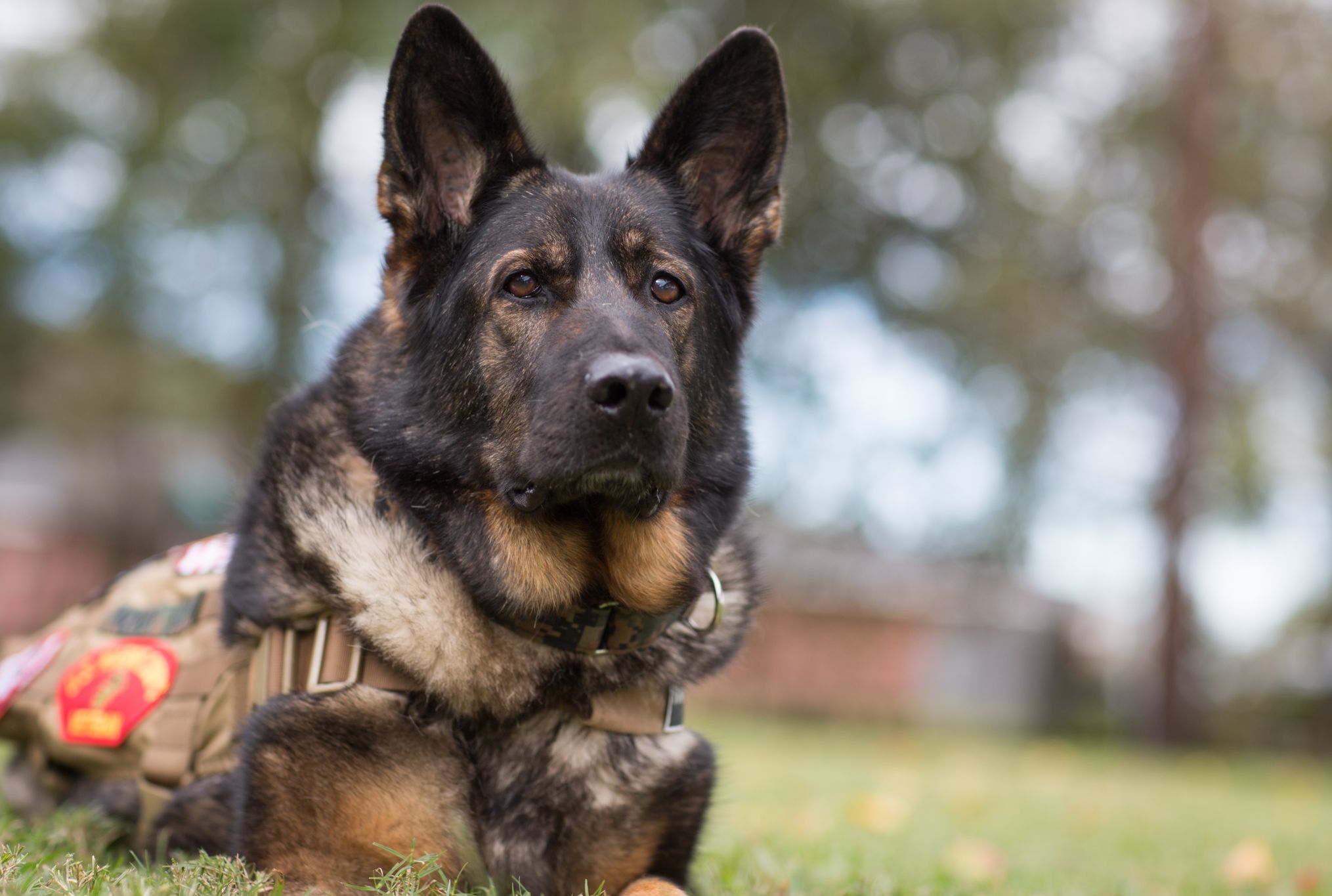 Retired Military Dogs 2025