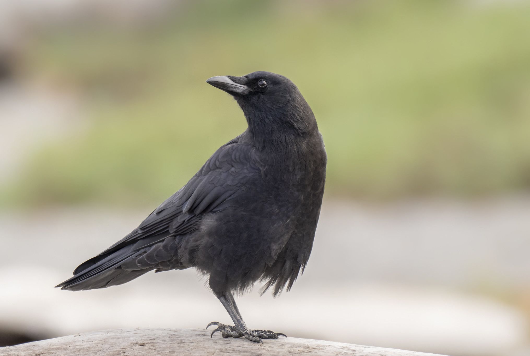 12 Fascinating Facts About Crows 