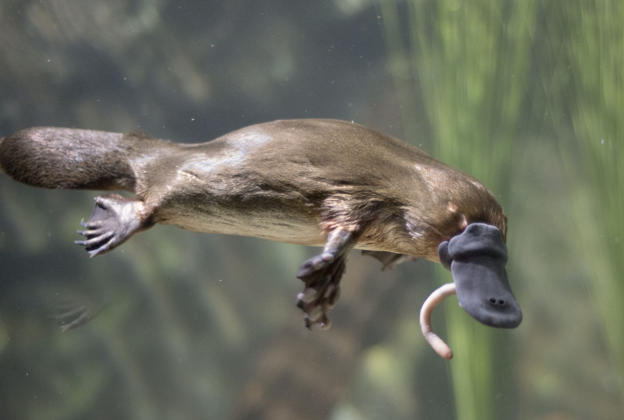10 Curious Facts About the Platypus | Mental Floss
