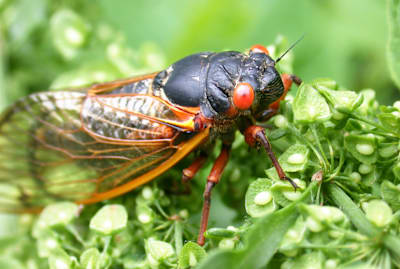 The cicadas are coming!!!
