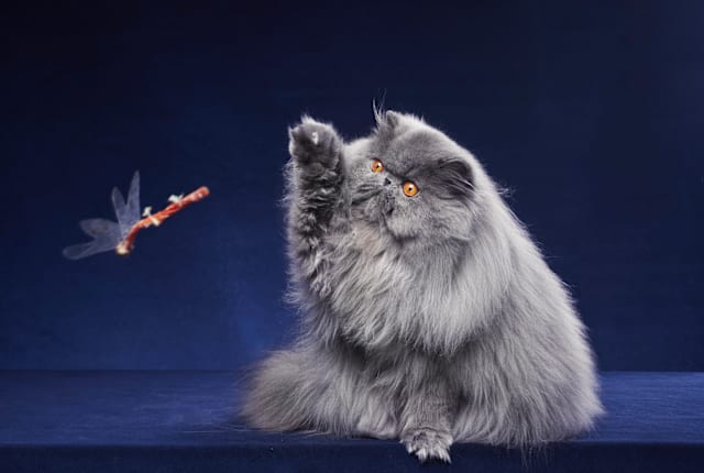 It's not waving hello.