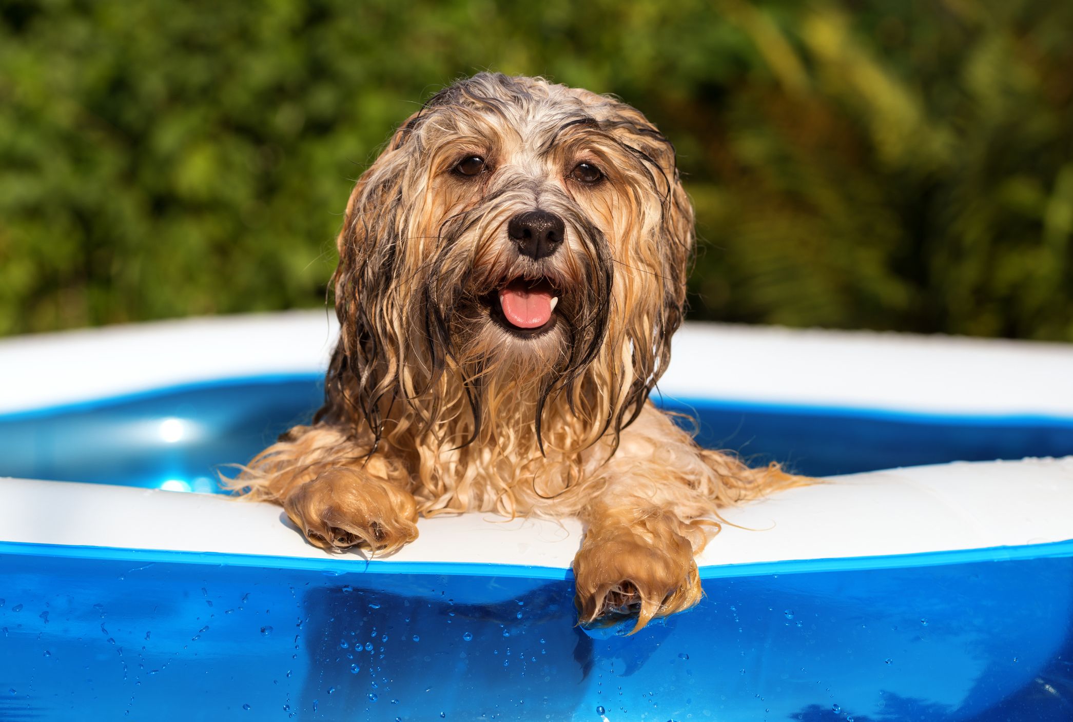 Wallpaper When Are The Dog Days Of Summer Mental Floss HD