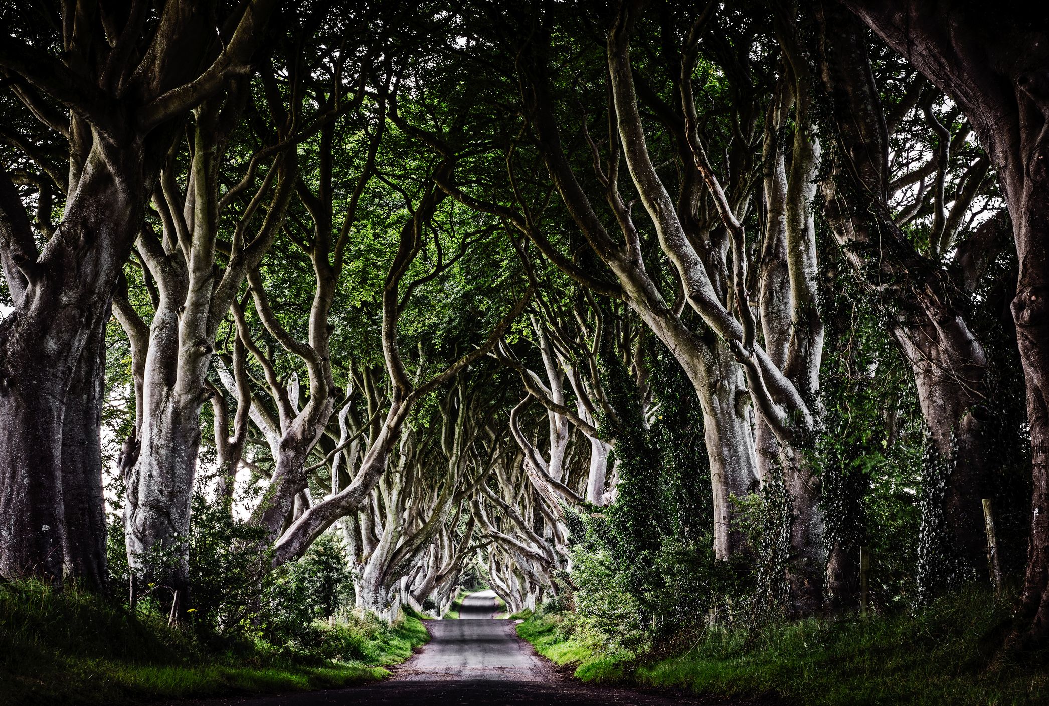 Interesting Trees Around The World Mental Floss Interesting Trees Around The World Mental Floss