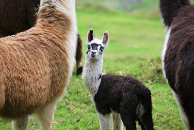 Never wonder what you should call a baby alpaca again.