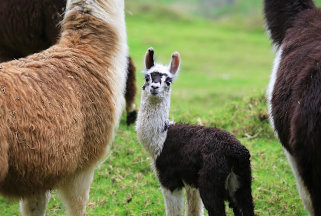 Never wonder what you should call a baby alpaca again.