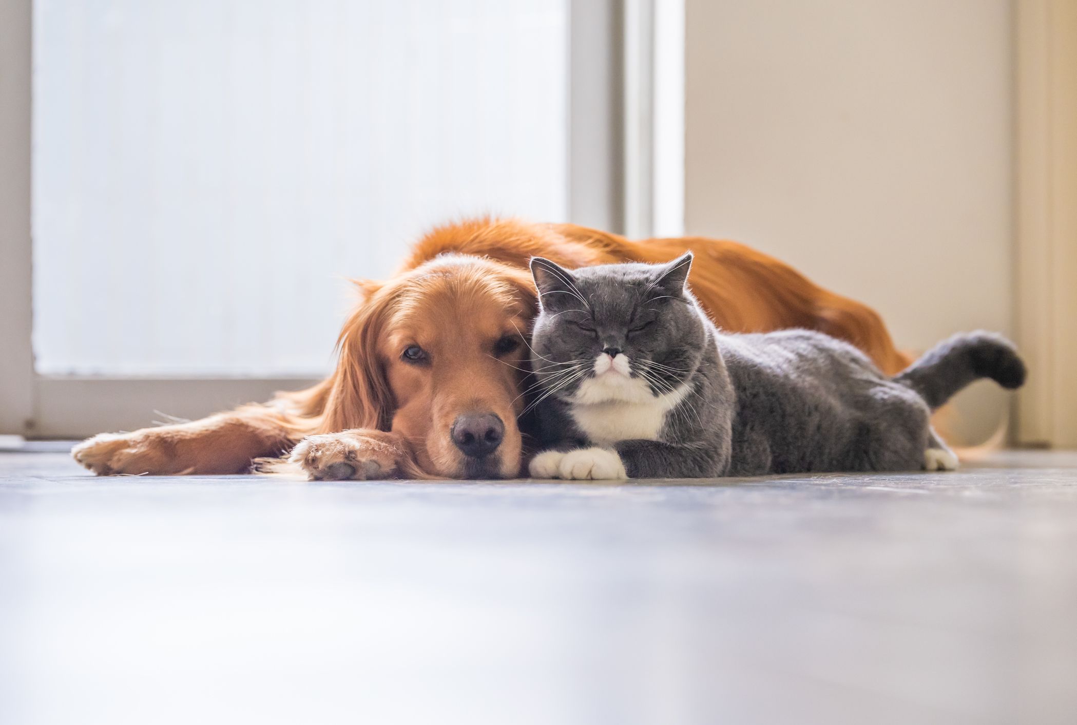 Cat And Dog Vocabulary Quiz Mental Floss