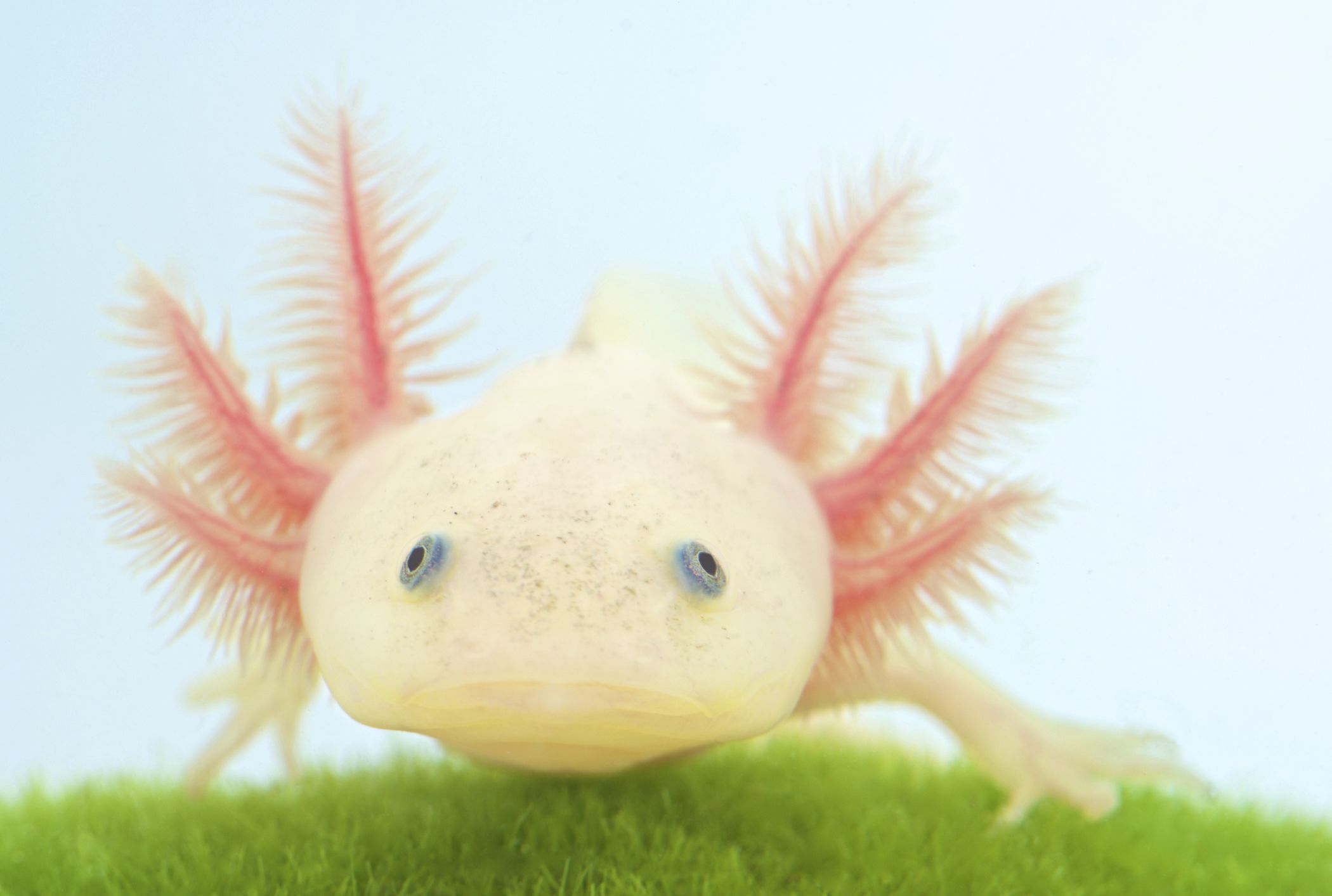 Axolotls As Pets Are In High Demand Mental Floss