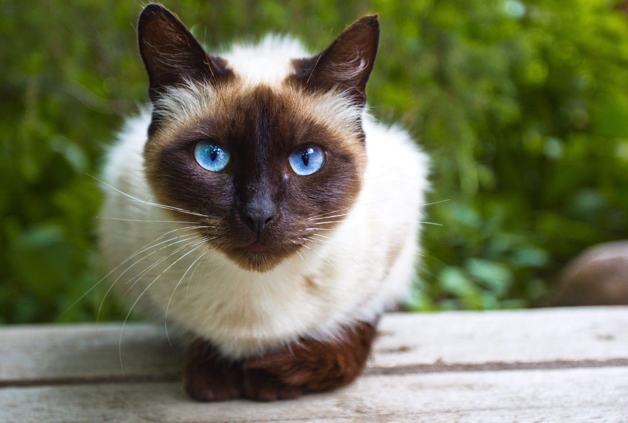 fun facts about siamese cats