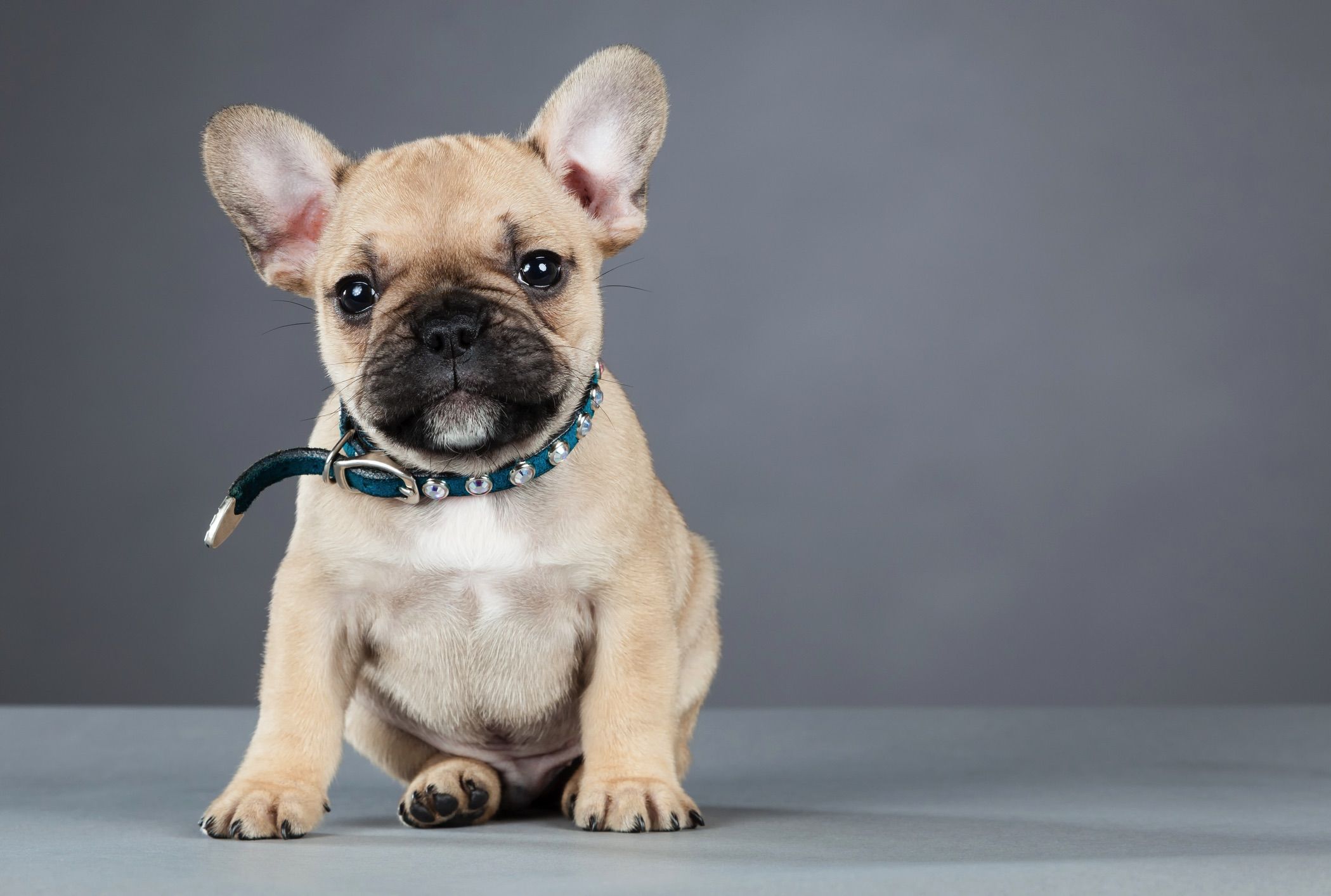 french bulldog pointy ears