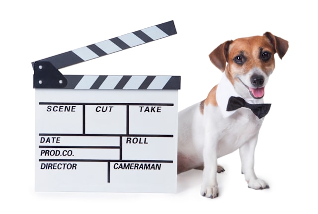 iStock / Fly_dragonfly