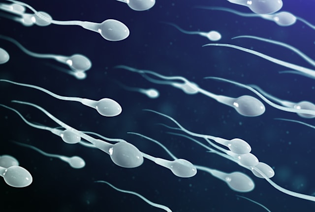 Sperm have been duping us for nearly 350 years.