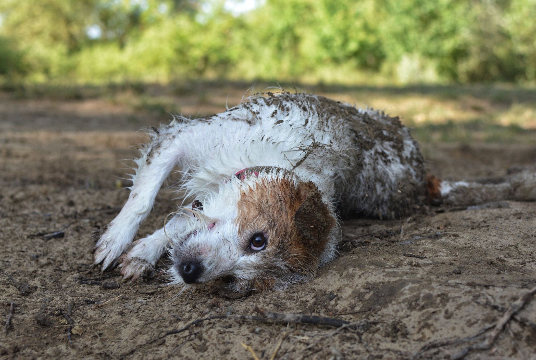 Why Do Dogs Like To Roll Around In Dirty Things Mental Floss