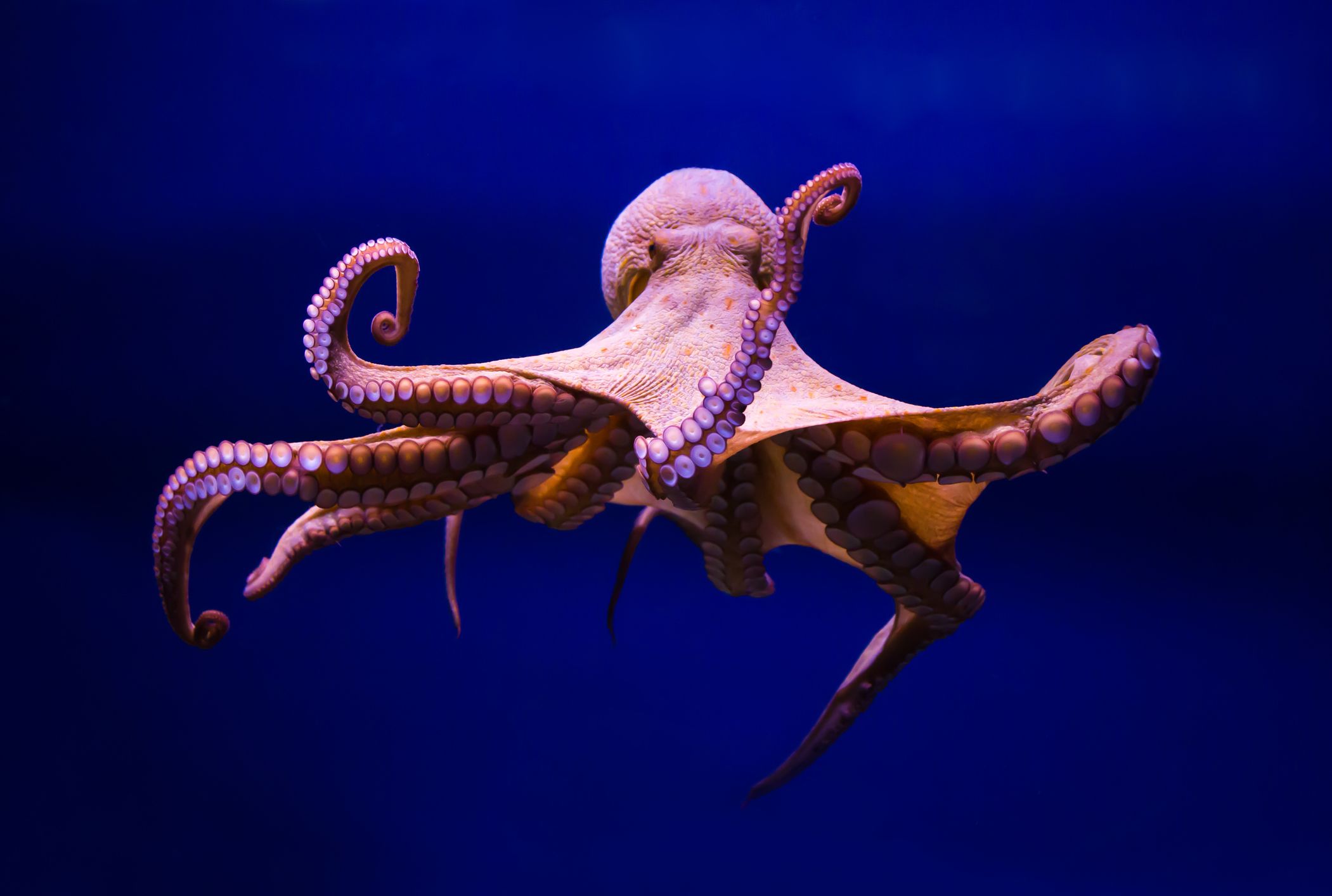 octopus plural