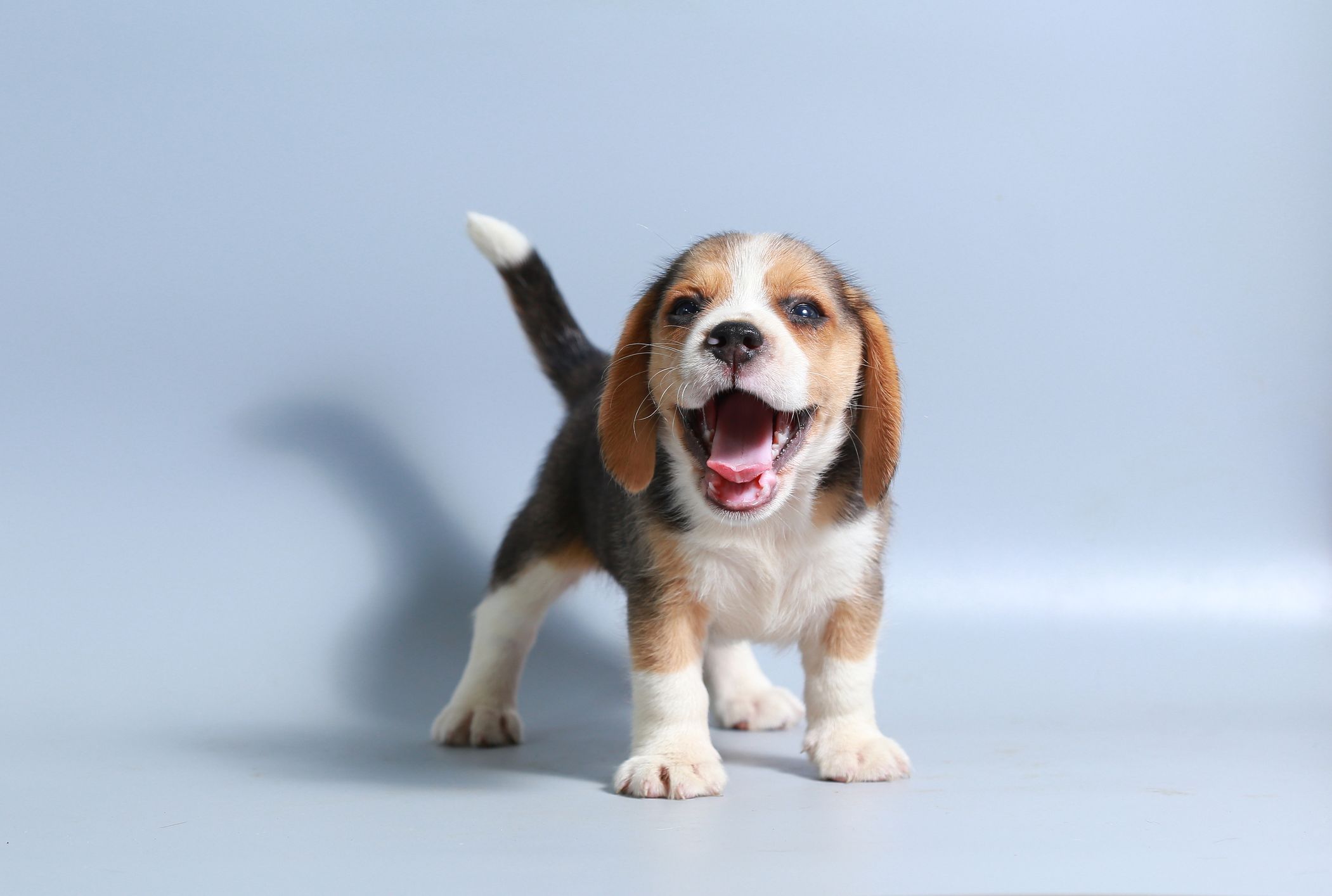 The Most Popular Names For The 5 Most Popular Dog Breeds Mental Floss